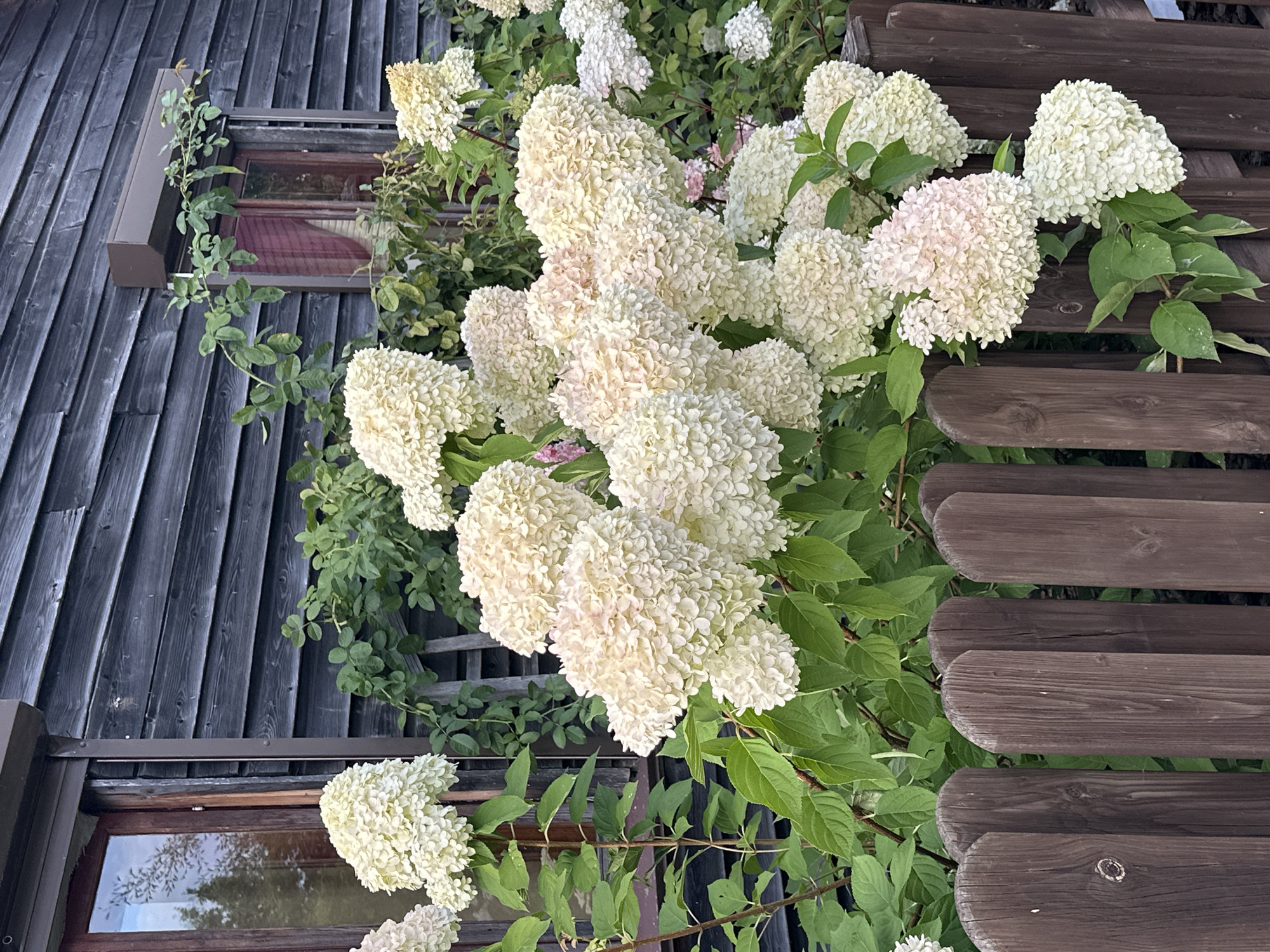 A close-up, eye-level outdoor shot captures a cluster of creamy white hydrangeas blooming in front of a dark wooden building. The hydrangeas, in various stages of bloom, display their dense, conical flower heads. Behind the flowers, a weathered, dark-stained wooden wall forms the background. Two windows are visible on the wall, one with a brown wooden frame and a roller shutter above, and another with a darker frame. Green foliage and branches intertwine with the hydrangeas and extend up the side of the building, suggesting a garden setting. A low, dark brown wooden picket fence runs across the foreground, partially obscuring the base of the plants. The scene appears to be a residential exterior, possibly a house or cottage, in the area of Нарацкі сельскі Савет, Belarus.