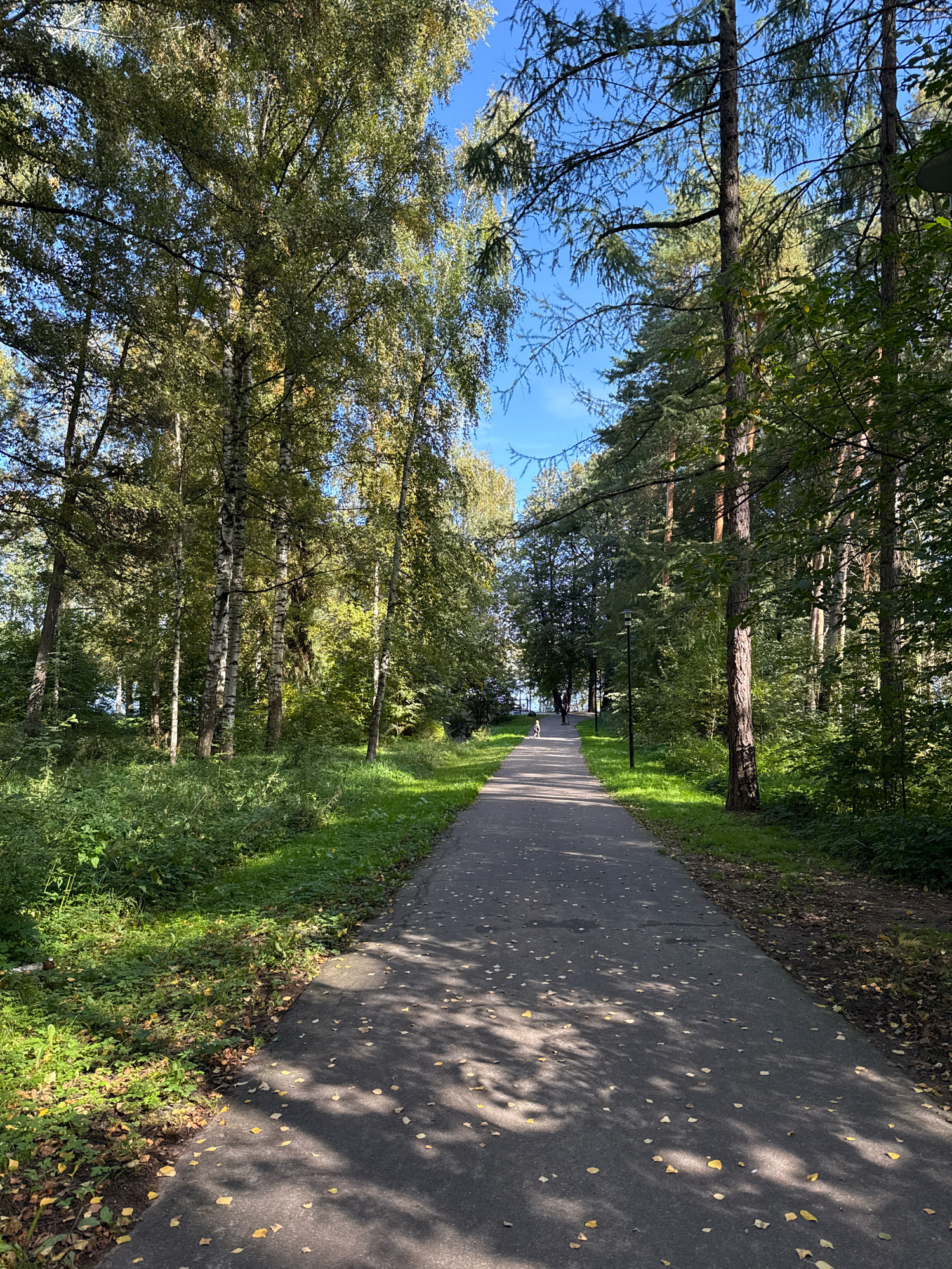 The image depicts a paved pathway winding through a park in Rusanovo, Russia. Tall trees, primarily birch and pine, line both sides of the path, their leaves casting dappled shadows on the asphalt. The foliage on the birch trees exhibits a mix of green and autumnal yellow, suggesting the season is late summer or early autumn. Scattered fallen leaves are visible on the path and the grassy verges. The sky is clear and blue, indicating fair weather. In the distance, a solitary figure, appearing to be a person walking a dog, is visible on the pathway. Several lampposts are spaced along the right side of the path. The environment appears to be a well-maintained public park or wooded area.