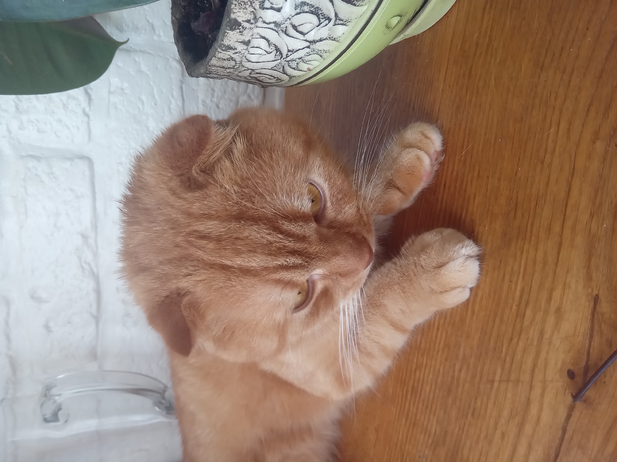 An orange tabby cat with folded ears lies on a wooden surface. The cat is looking downwards, and its paws are resting on the wood. To the right of the cat is a decorative potted plant with a green and white patterned pot. In the background, a white brick wall is visible, along with a blurred glass object on the left. The scene is illuminated by natural light. The location is not discernible from the image.