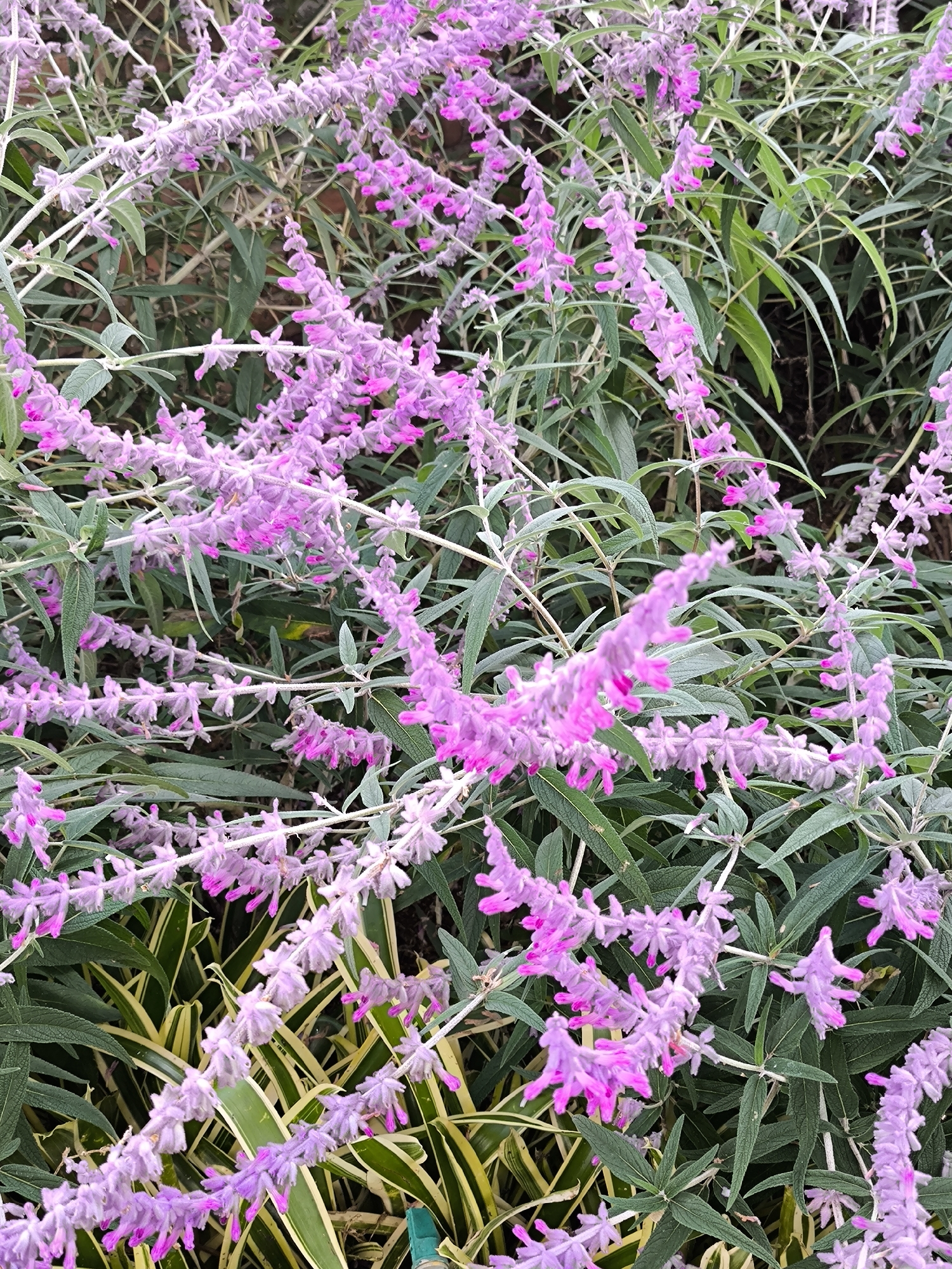 The image shows a dense bush of Mexican sage (Salvia leucantha) in bloom. The flowers are a pale lavender color with vibrant magenta details. The foliage is a muted green with a slight silvery sheen. Some variegated foliage is visible at the bottom left of the frame. The scene is likely located in Candikuning, Indonesia, based on provided location information.