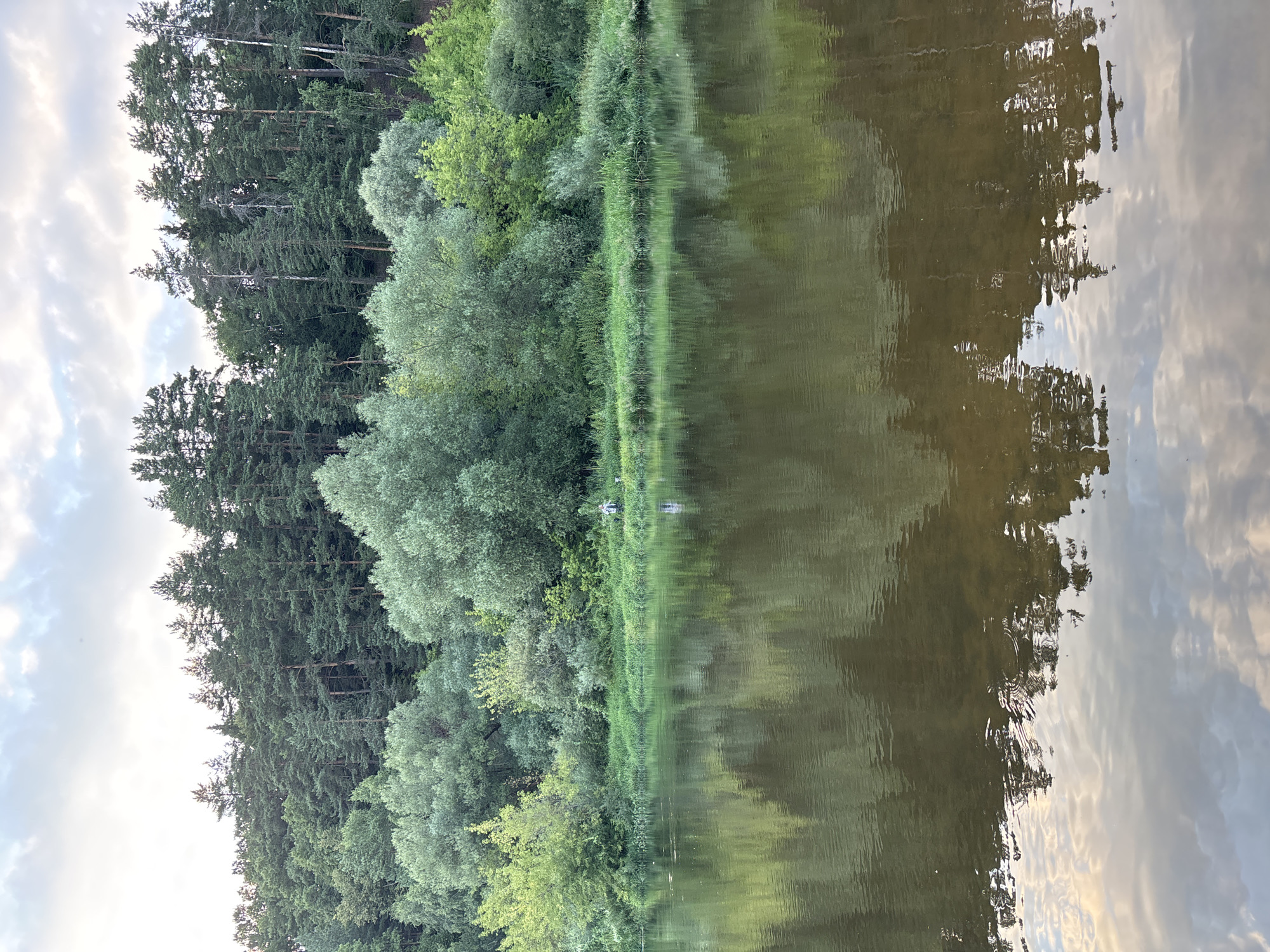 The image depicts a serene natural landscape, likely along the Moskva River in Zvenigorod, Russia. The foreground is dominated by the calm, reflective surface of the river, mirroring the trees and sky above. The water is a murky brown, with subtle ripples disturbing its glassy surface.
The middle ground features a lush, green riverbank densely populated with a variety of trees and vegetation. Tall, dark green pine trees form a prominent backdrop, their sharp silhouettes contrasting with the softer, rounded shapes of deciduous trees and bushes closer to the water's edge. The foliage is a mix of deep greens and lighter, yellow-green hues, suggesting a late spring or summer setting.
On the riverbank, a solitary figure is visible, standing near the water. This individual appears to be fishing, with a fishing rod extended towards the river. The person is dressed in light-colored clothing, possibly a jacket and pants. A small, dark object, possibly a bucket or tackle box, is placed near the person.
The sky above is a soft, overcast gray with patches of white clouds, indicating diffused sunlight. The overall atmosphere is peaceful and tranquil, capturing a quiet moment in nature. The composition, with the river, bank, and sky, creates a balanced and harmonious scene.