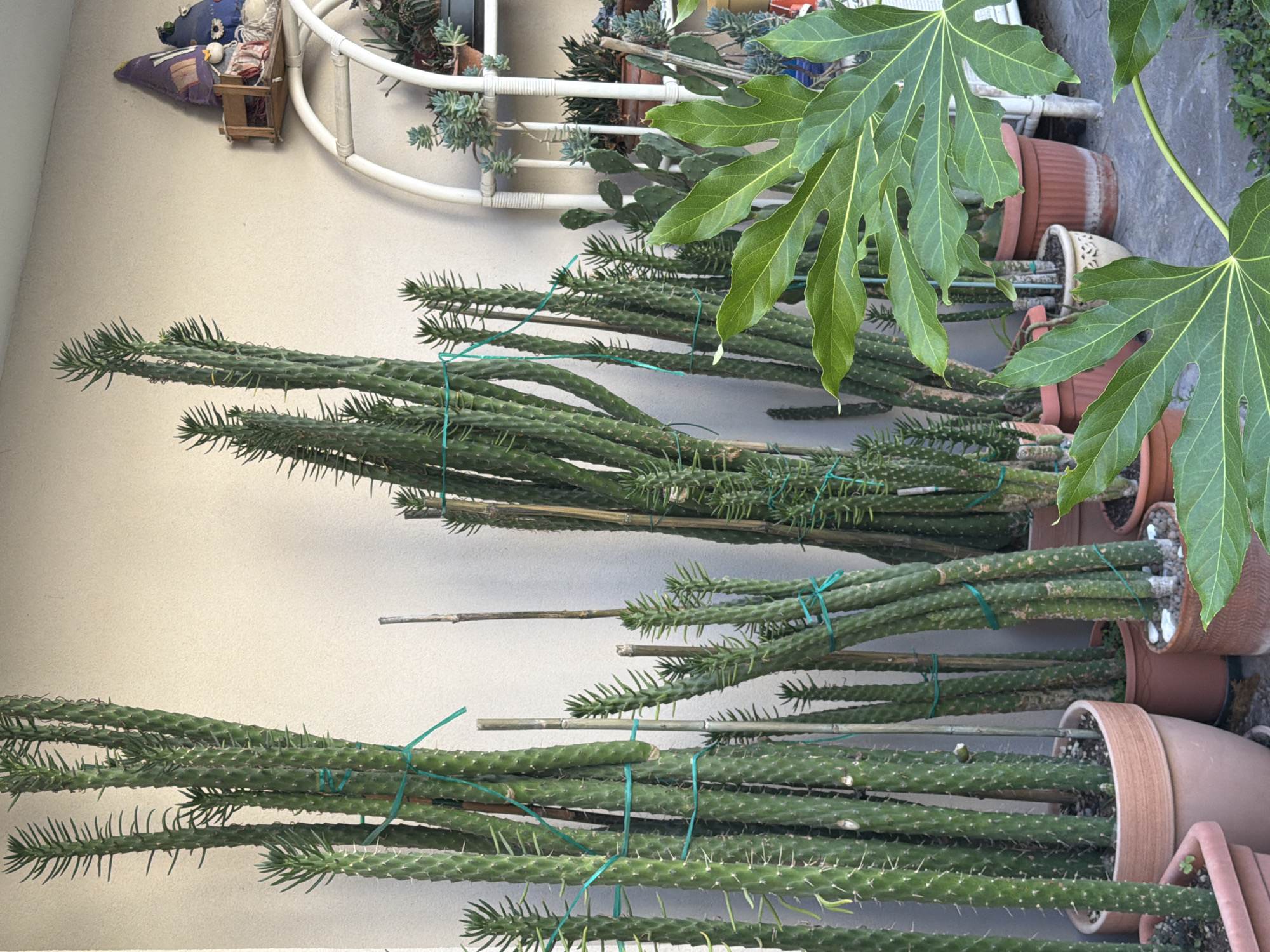 The image shows a collection of potted cacti and other plants arranged against a textured, cream-colored wall. In the foreground, a large, dark green plant with palmate leaves dominates the right side of the frame. Behind it, a row of tall, columnar green cacti, some tied with green twine to wooden stakes, are the primary subjects. These cacti vary in height and thickness, with some appearing to be several feet tall.
To the right of the cacti, a white, arched shelving unit is visible, holding several smaller potted plants, including succulents and what appear to be opuntia cacti. On the top shelf of the unit, two decorative figures, possibly gnomes, are seated on a small wooden shelf. The ground beneath the plants is paved with light gray flagstones, and a dark gray concrete edge is visible along the bottom of the frame. The overall impression is that of an outdoor patio or balcony, likely in a residential setting. There is no indication of the location being Gatteo, Italy.