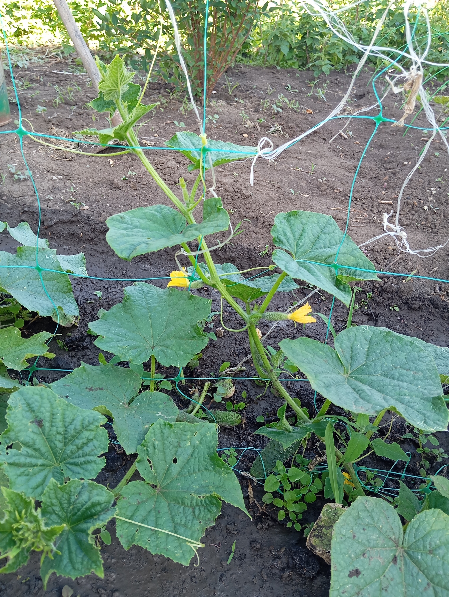 A young cucumber plant is growing in the soil, supported by green netting. The plant has large green leaves and several yellow flowers. A small cucumber is visible near one of the flowers. The ground is dark soil, with some scattered weeds and debris. In the background, more vegetation is visible, suggesting an outdoor garden setting. The image is taken from a slightly elevated angle, looking down at the plant. The setting appears to be a garden in the city of Orenburg, Russia, based on the provided information.