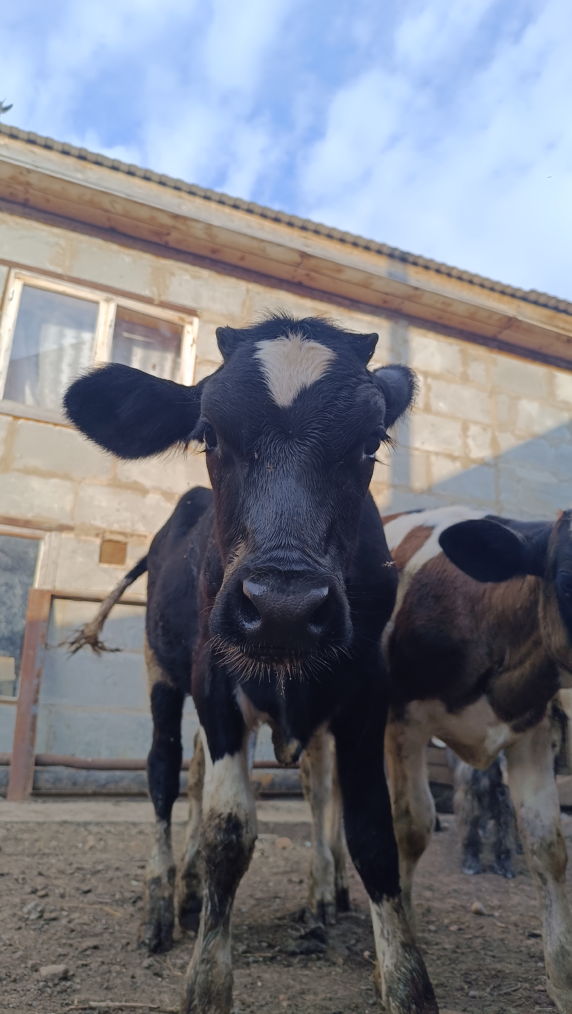 A low-angle, close-up, vertical shot shows the front of a young black and white calf standing in an outdoor pen. The calf is facing the camera, with its head slightly tilted. Its muzzle is wet and stringy, and it has a white heart-shaped marking on its forehead. The calf's ears are large and black, and one is flicked forward. Its legs are black with white markings and appear to be dirty. Behind the primary calf, another calf with brown and white markings is partially visible. The background consists of a light-colored brick building with a wooden overhang and a window. The ground is dirt and gravel. The sky above is blue with scattered white clouds. The scene is set in Karsha, Russia.