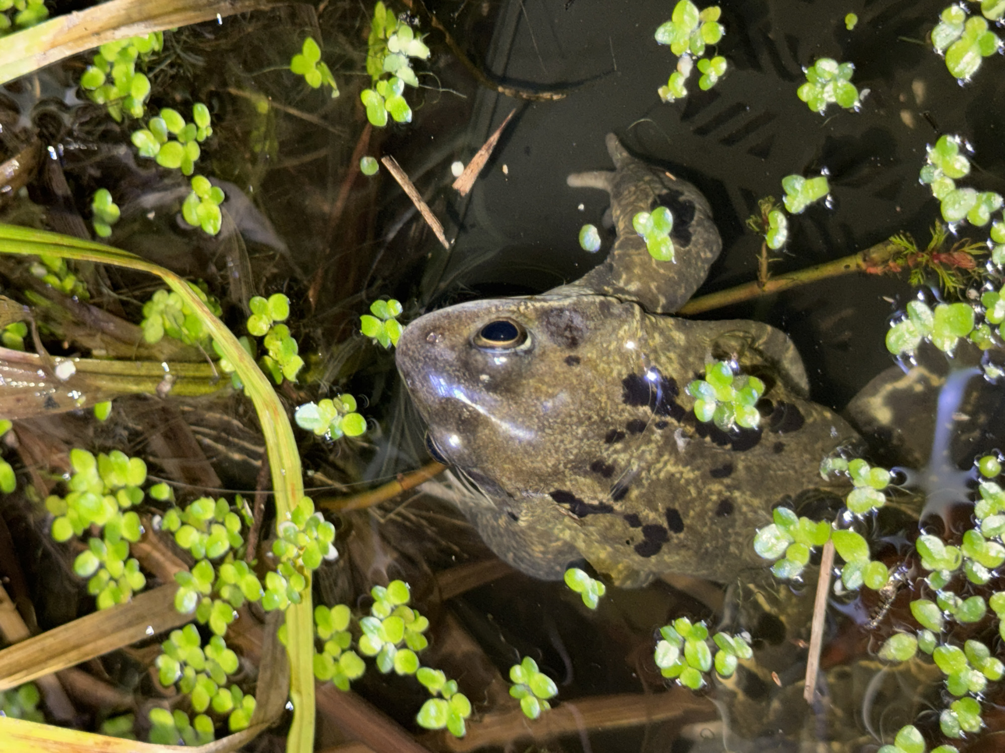 A dark, murky body of water is populated with small, bright green aquatic plants, resembling miniature clovers. Partially submerged within this aquatic environment is a green-brown frog, its head and front portion of its body visible. Its eyes are open and visible, with its skin appearing wet and reflecting light. Additional plant debris, including thin, brown grasses and small twigs, are scattered around the frog and the aquatic plants. A dark, almost black portion of the water is observed on the right-center to top edge of the image, suggesting deeper water. The scene takes place in South Kesteven, United Kingdom.