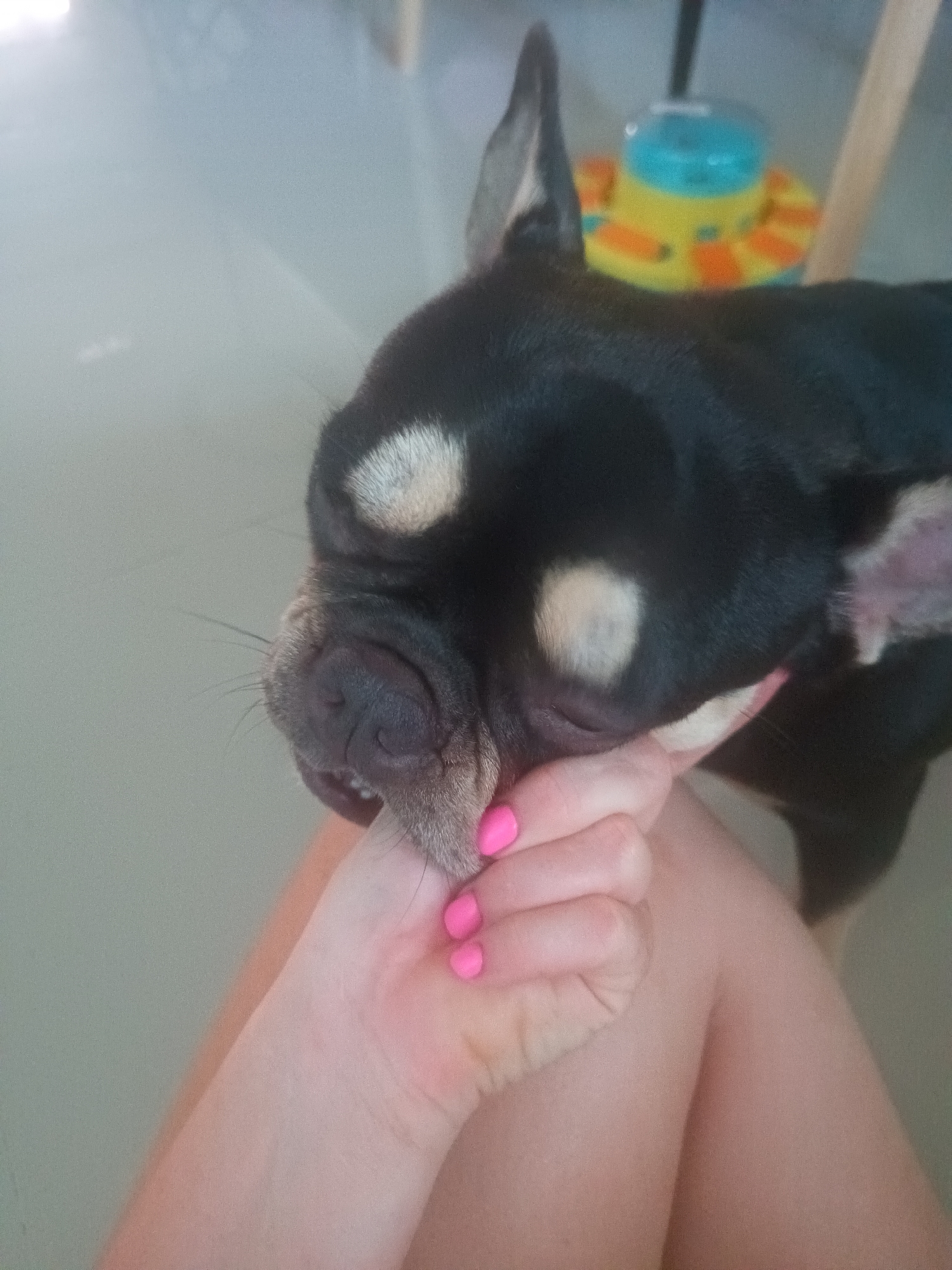 A black and tan Chihuahua type dog rests its head in the palm of a hand with pink nail polish, possibly on the lap of a person. The location is likely indoors on a light colored tile or linoleum floor. A colorful child's toy sits on the floor behind the dog. The location is Ban Nong Khon, Thailand.