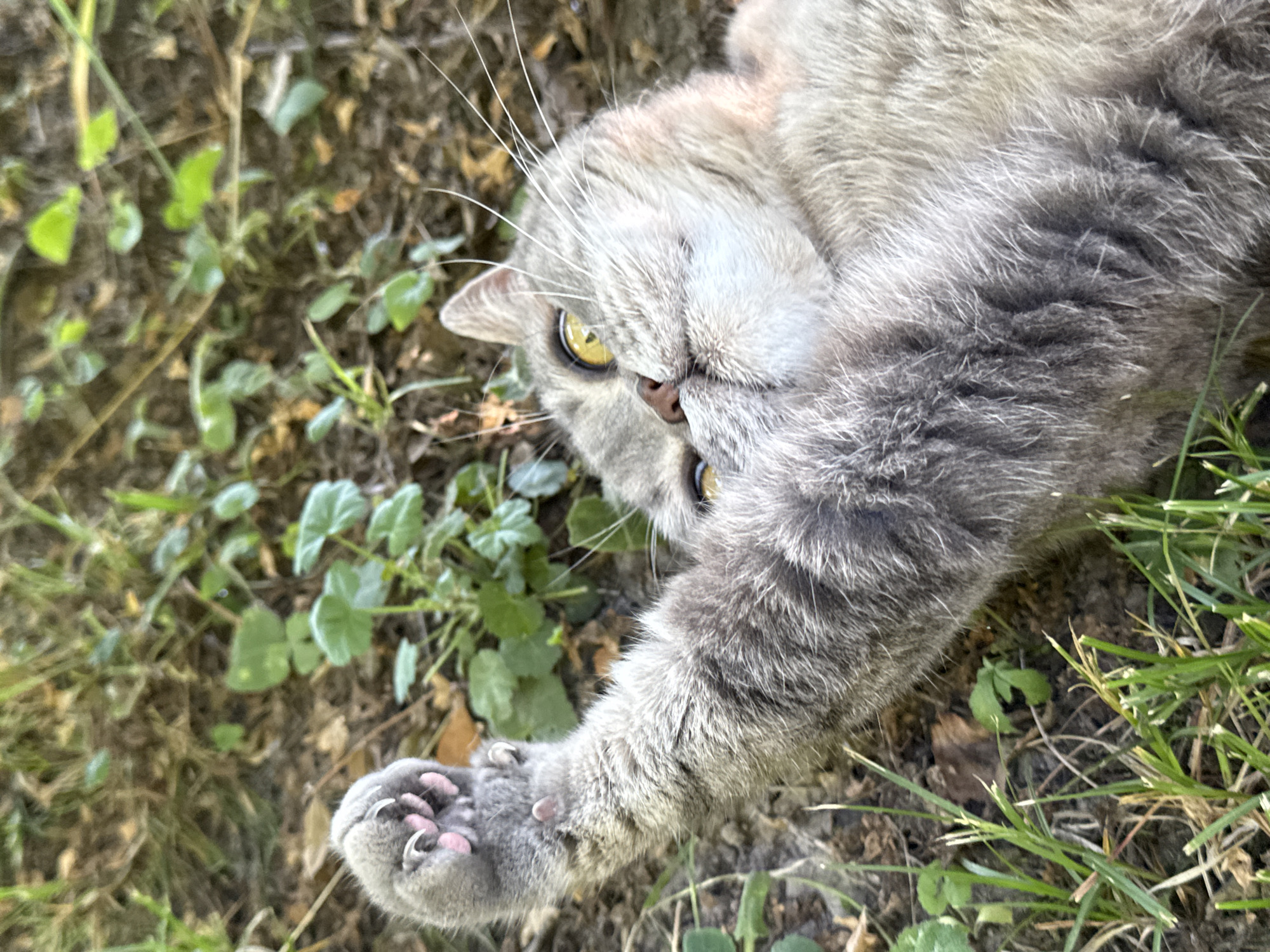 A grey tabby cat with yellow eyes lies on its back in the grass. Its left paw is raised, showing pink toe beans and sharp claws. The cat's body is relaxed, and its face is turned to the side, with whiskers fanned out. The background consists of dry grass and some green clover-like plants. This image appears to have been taken outdoors, likely in a garden or park, in Österskär, Sweden.