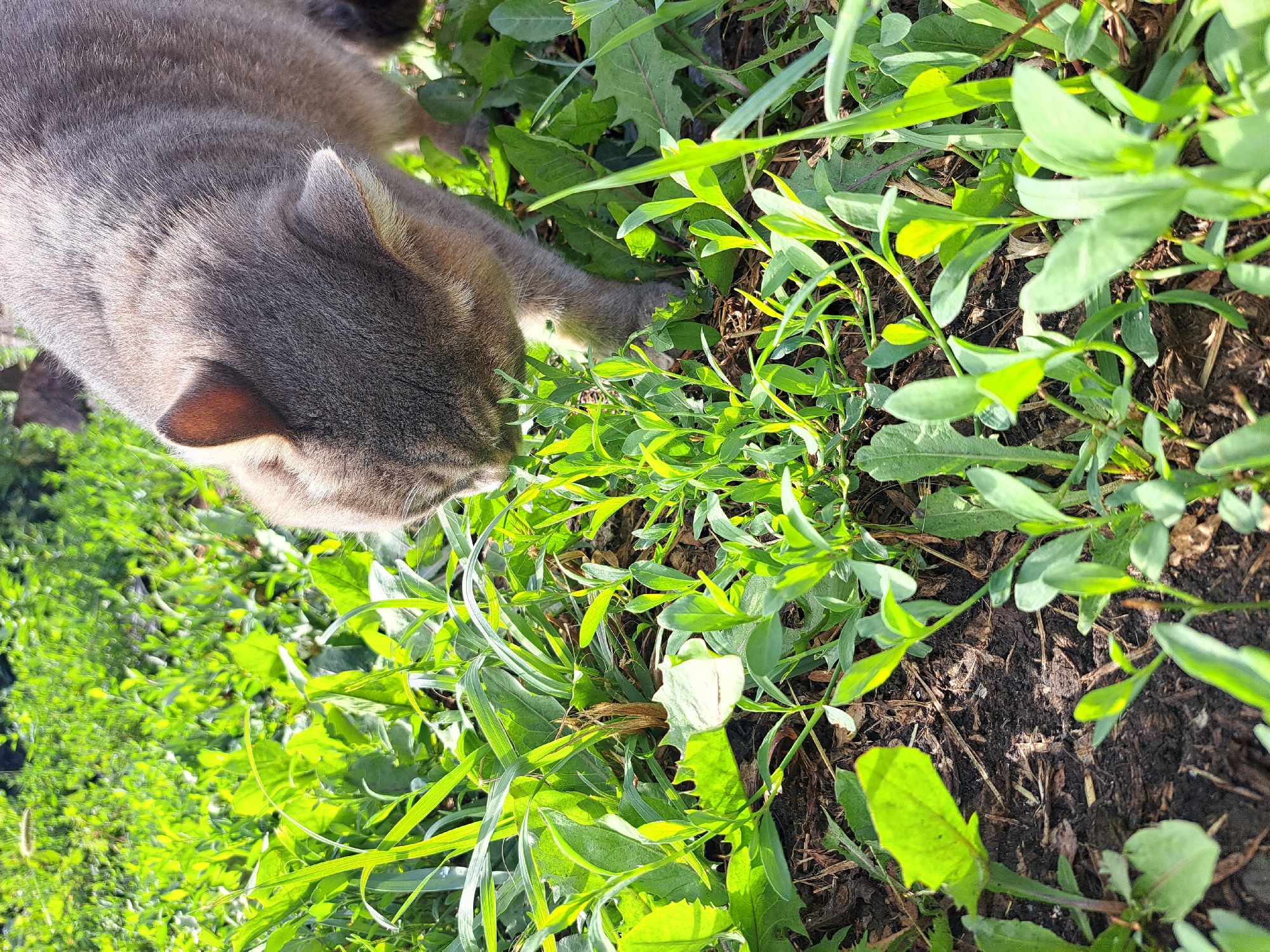 A grey cat with tabby markings is sniffing the ground in a patch of vibrant green grass and plants. The cat's head is lowered, focused on the vegetation. The ground appears to be dark soil with some scattered organic matter. The scene is lit by bright sunlight, casting shadows. The background consists of more lush greenery, suggesting an outdoor environment. The specific location is identified as Chernetsk, Russia.
