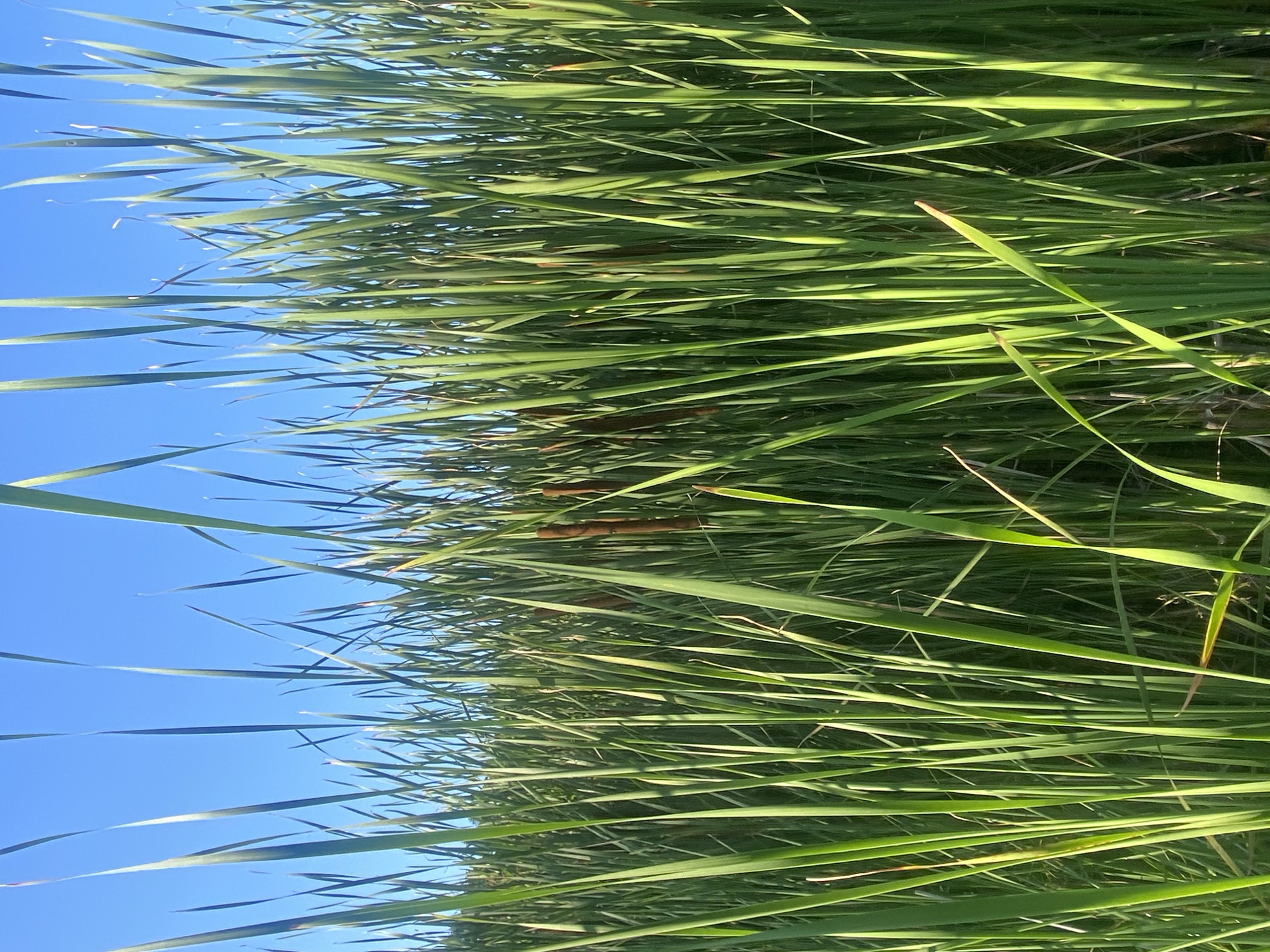 This is a close-up, low-angle shot of a dense stand of cattails against a clear blue sky. The cattails are tall and green, with some brown seed heads visible among them. The sunlight is illuminating the leaves from the side, creating highlights and shadows that add depth to the scene. The image appears to have been taken outdoors in a natural environment, likely a wetland or marsh. There are no people or man-made structures visible in the frame. The focus is on the texture and form of the cattails and the contrast with the bright sky. The location in Khimki, Russia, suggests this is a natural area within or near the city, possibly a park or reserve.