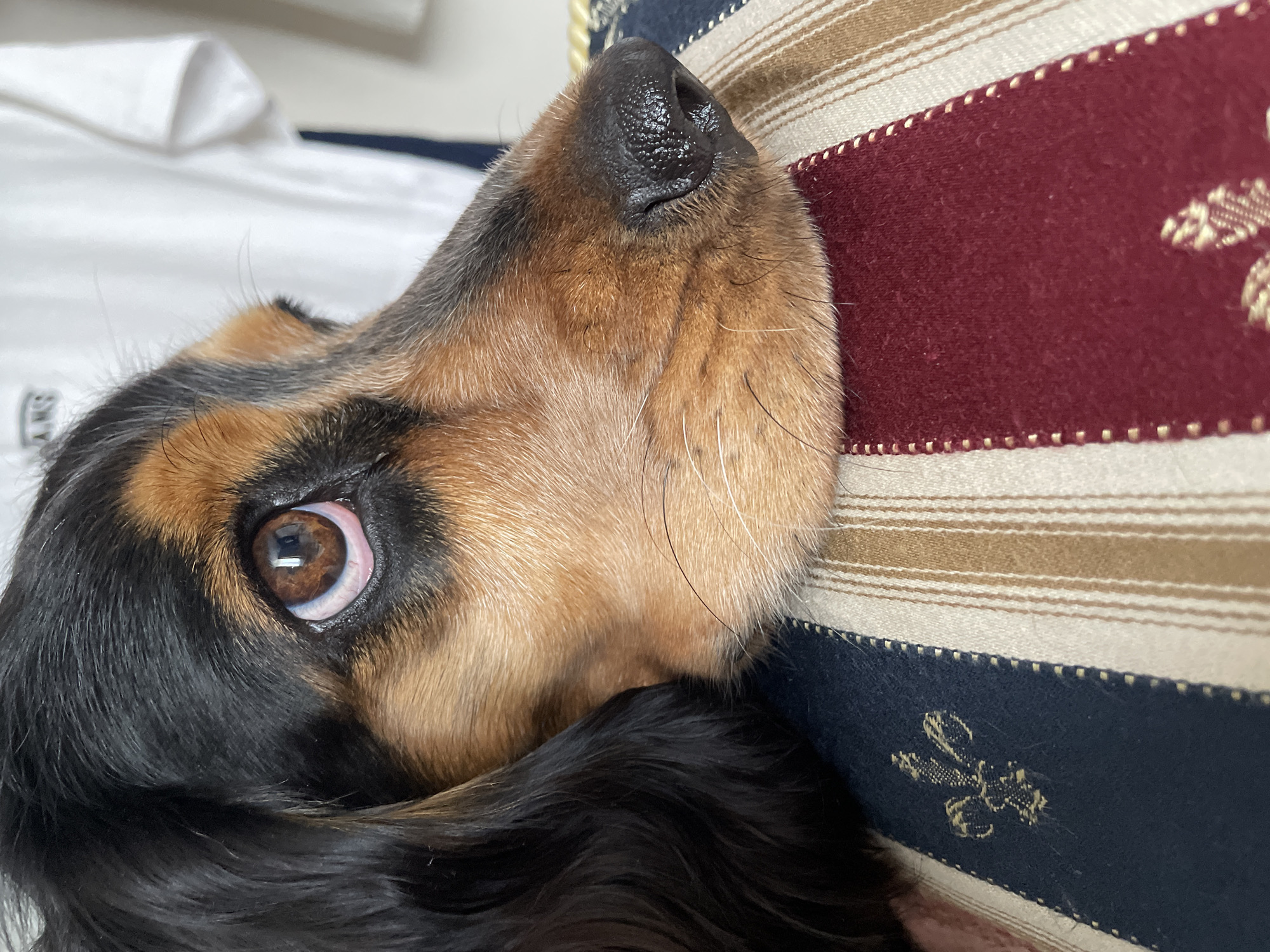 A close-up, eye-level, medium shot captures the face of a dog, lying down and looking upwards to the right. The dog has black and tan fur, with its left eye prominently visible. The eye is large and brown, with a reflection of what appears to be a light source. The dog's nose is black and moist, and its muzzle is covered in light brown and white whiskers. The dog is resting on a pillow that features a striped pattern in shades of blue, cream, and maroon, with decorative gold embroidery on the blue and maroon sections. In the background, a white t-shirt with a dark logo is visible, slightly out of focus. The scene suggests a domestic setting. There is no information provided about the specific location within the city of Rostov-on-Don, Russia.
