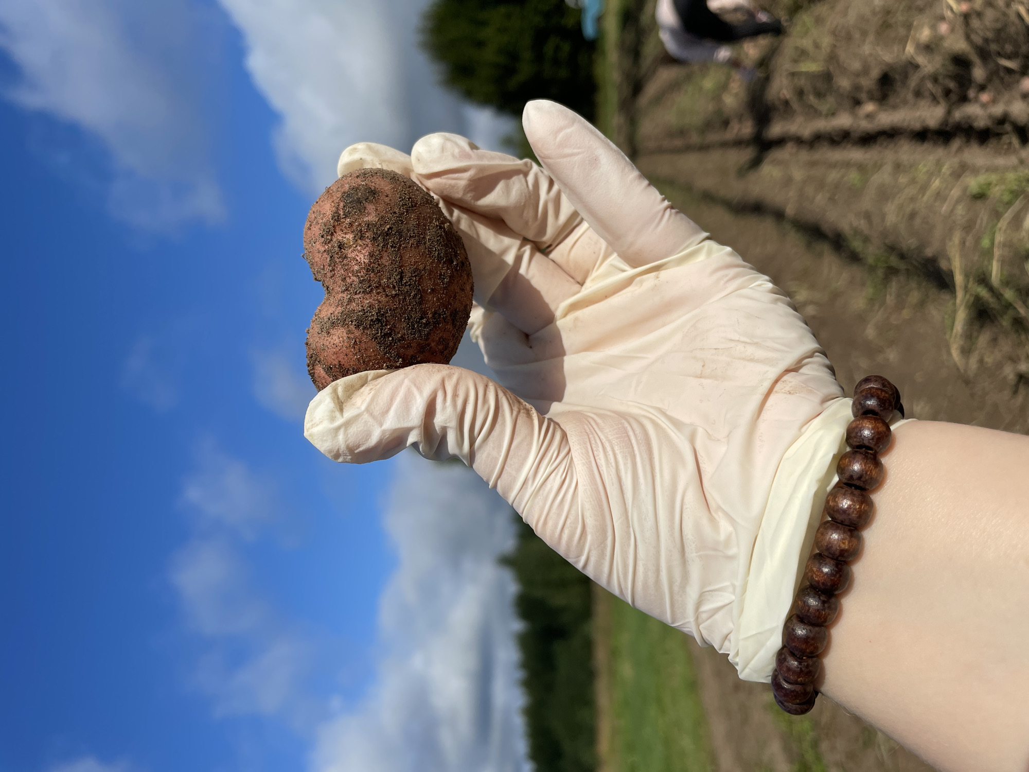 In an outdoor scene, a gloved hand holds a heart-shaped potato harvested from a field. The potato is covered in dark soil. The hand is adorned with a brown wooden beaded bracelet. The background depicts a potato field with rows of tilled soil and green vegetation, suggesting agricultural activity. In the distance, two individuals are visible, bent over and engaged in harvesting. The sky above is blue with scattered white clouds. The location is identified as Baldeyka, Russia.