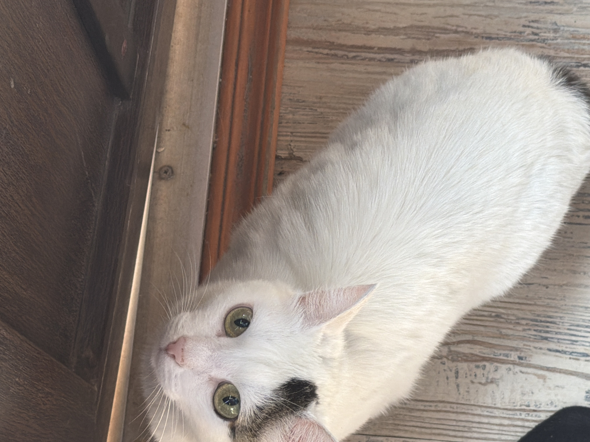 A white cat with green eyes and a black patch on its face looks up from a wooden floor. The cat is lying down and its body extends out of frame. The background consists of wooden planks and a dark wooden surface above. The scene is lit by natural light. The image was taken outdoors in Chaikovsky, Russia.