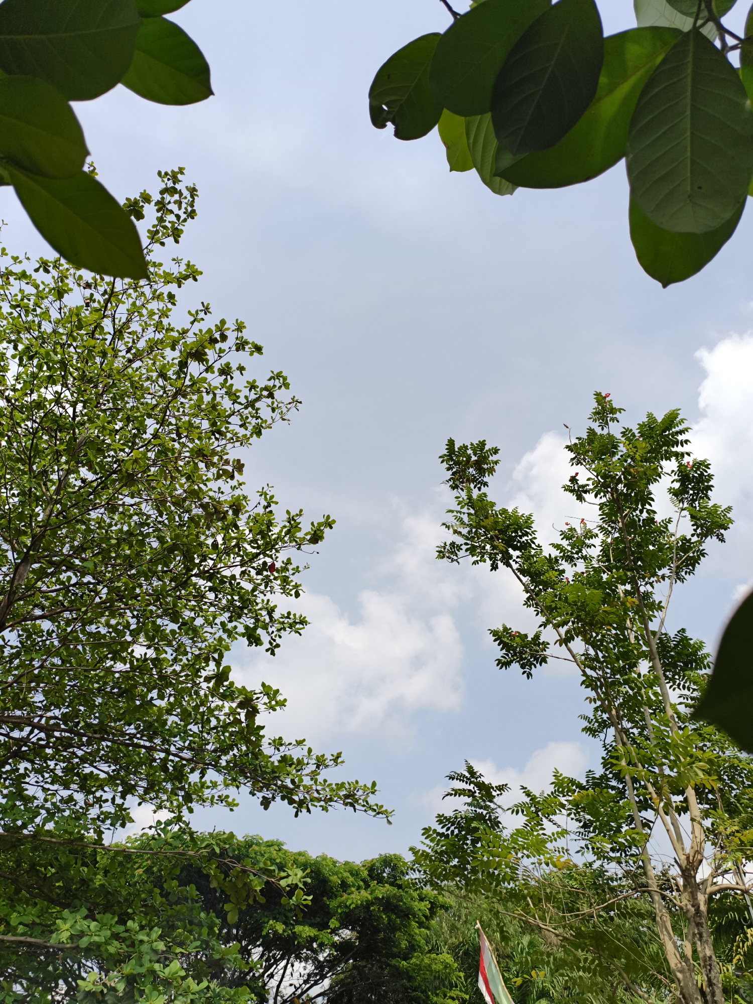 The photograph captures a view of the sky framed by lush green foliage in Kemelak Bindung Langit, Indonesia. The sky is a pale blue, adorned with scattered white cumulus clouds. In the foreground and sides, various trees with dense green leaves dominate the frame, with some large, dark green leaves in the upper corners partially obscuring the sky. Two prominent trees with lighter green foliage and thin branches reach upwards towards the sky, one on the left and another on the right. The tree on the right has small red flowers interspersed among its leaves. Below these trees, a dense canopy of darker green foliage is visible, and in the lower center, a portion of an Indonesian flag, with its red and white stripes, can be seen emerging from the greenery. The scene depicts a natural outdoor environment, likely a park or a garden, on a clear day. There are no people visible in the image.