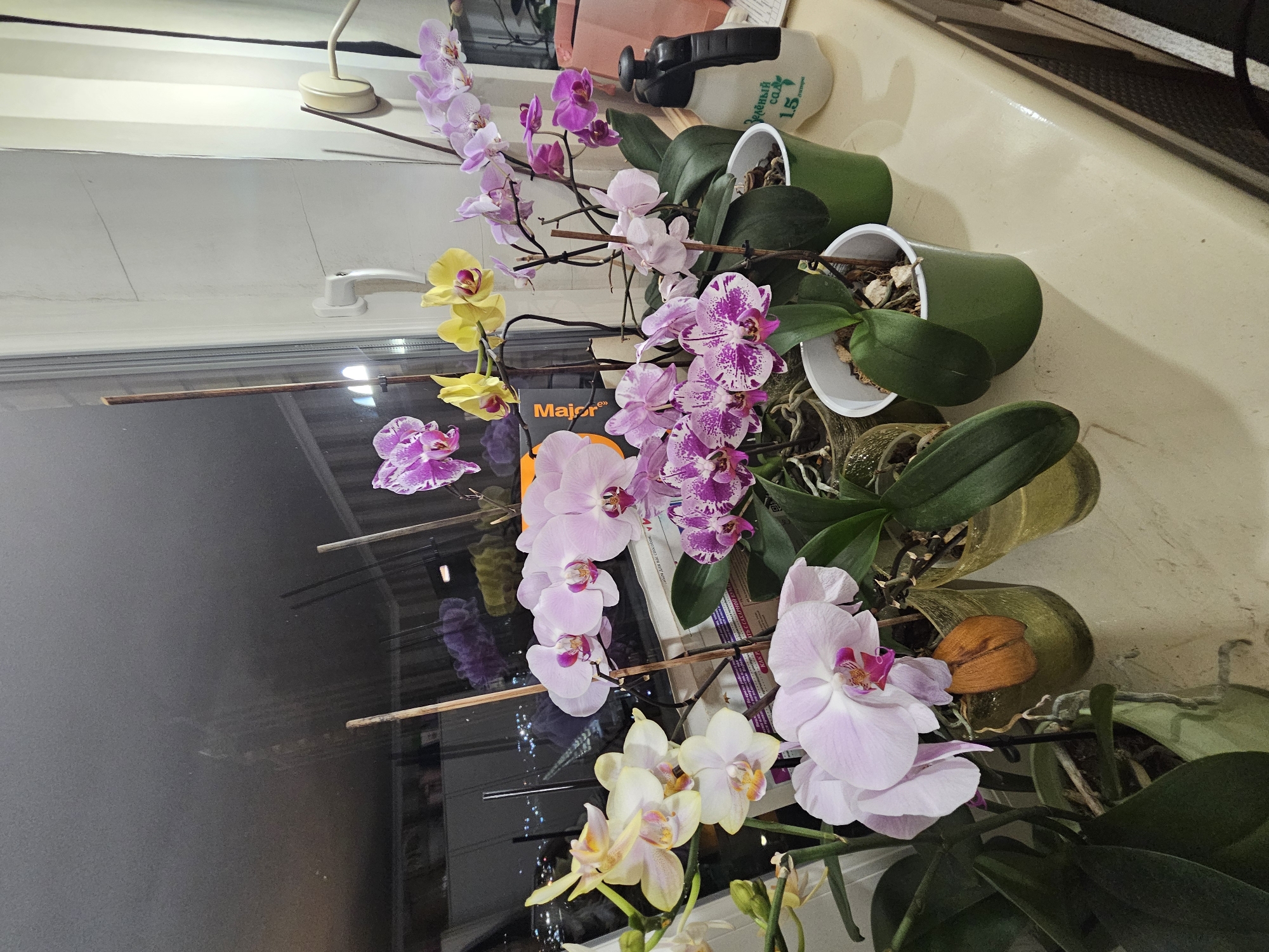 In Novorossiysk, Russia, a close-up shot captures a collection of orchids on a windowsill. The plants, in various shades of pink, purple, and yellow, are potted in green and clear containers. Some of the orchids have delicate blooms, while others are in bud. The background is blurred, but appears to show a window with a view of city lights at night. A white spray bottle with green text is visible on the right side of the frame. The scene suggests a home environment where these flowers are being cultivated.