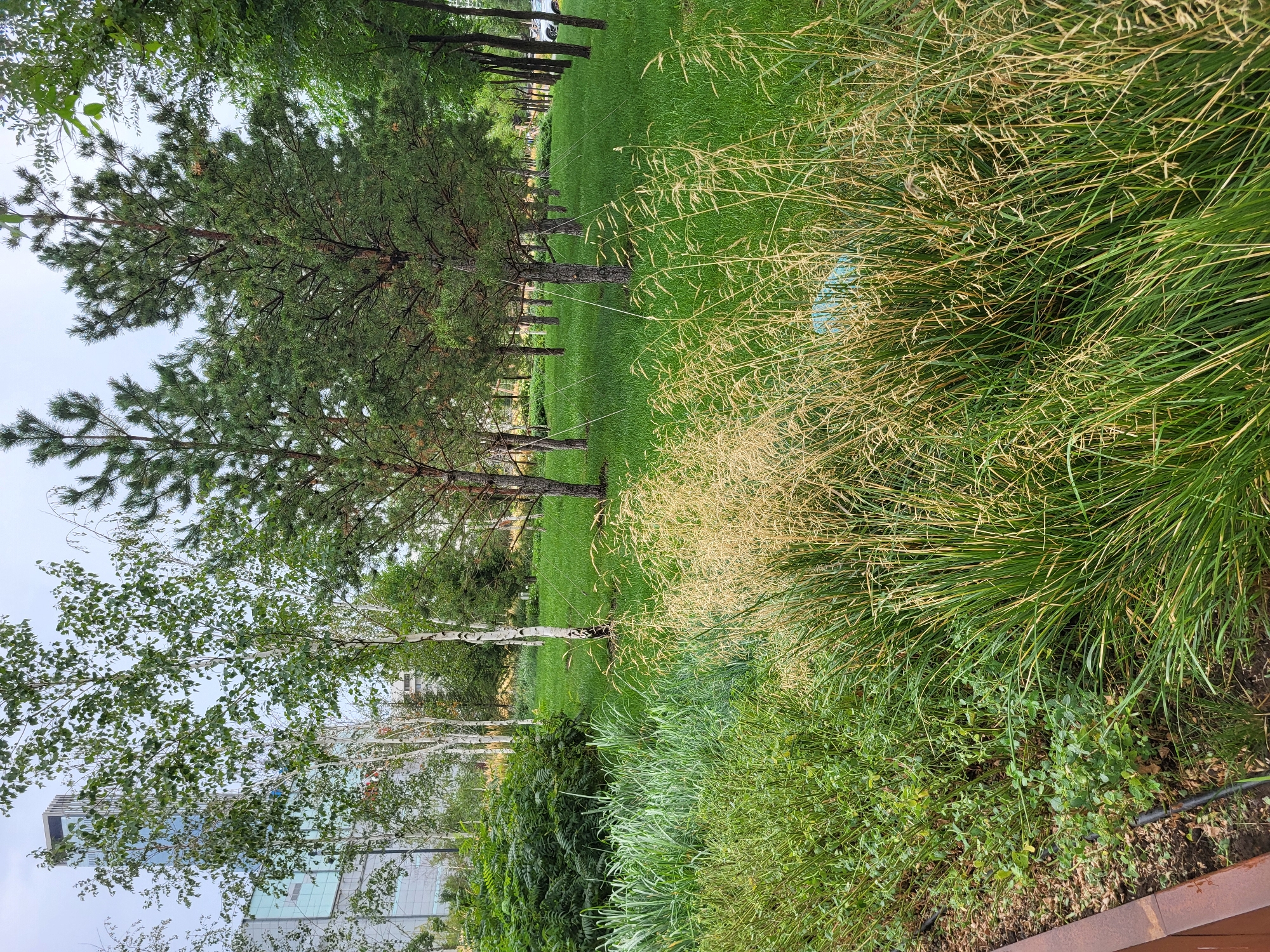 A green grassy area with various types of trees and plants, set against a background of modern buildings in Astana, Kazakhstan. In the foreground, tall grasses with yellowish-brown seed heads are prominent, transitioning to lush green grass in the mid-ground. Several deciduous trees with white bark, likely birch trees, are scattered throughout the area, interspersed with taller coniferous trees. In the background, a large, modern glass-fronted building with a distinct geometric design stands tall, indicating an urban environment. The sky is overcast. There are no people visible in the image.