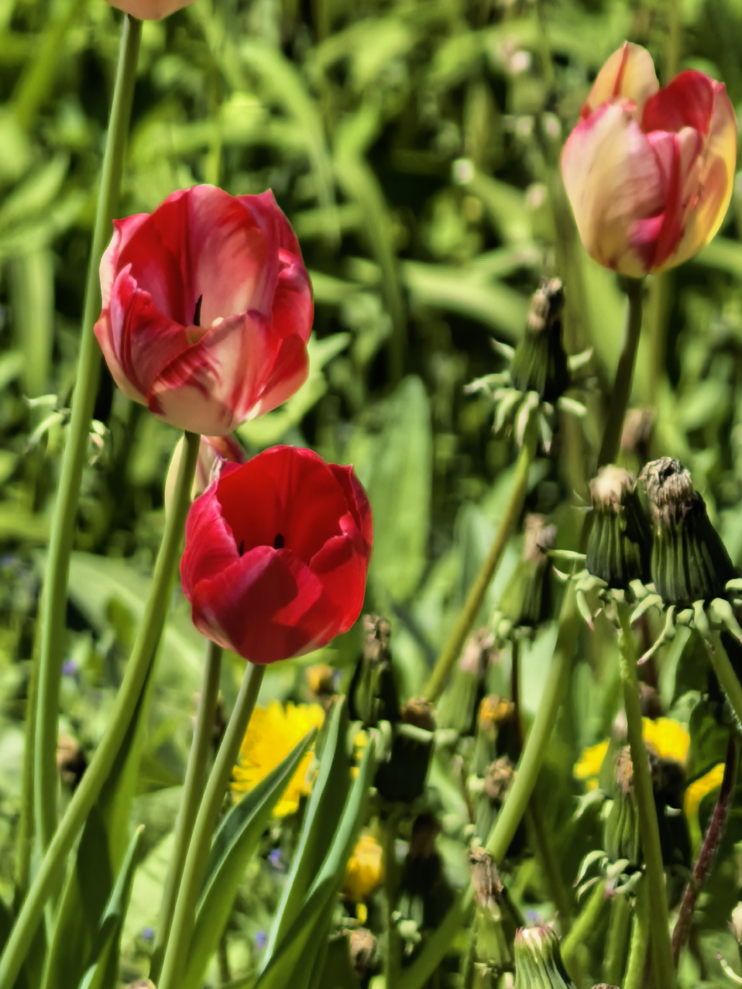 The image features a close-up view of several flowers and plants. Two red tulips and one red-and-yellow tulip are prominently displayed. Numerous spent dandelion flowers with green stems are scattered around the tulips. The background is blurry, consisting of green vegetation and a few yellow flowers. The scene suggests a natural outdoor setting with flowers and plants. No location in Sterlitamak, Russia is apparent.
