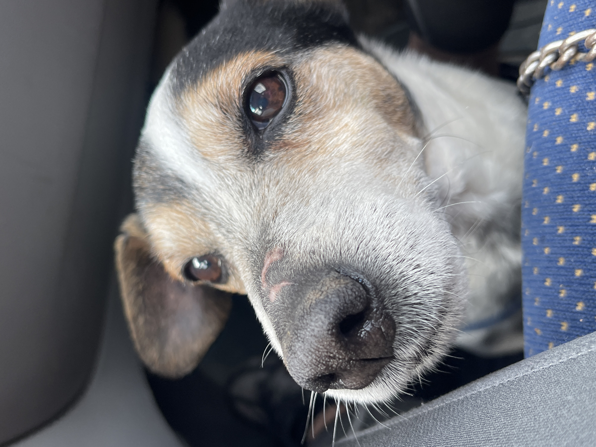 A close-up photograph captures a dog's face at an unusual angle. The dog has predominantly white and grey fur, with patches of brown and black around its head. The dog's nose is large and black. The fur around the muzzle is grey and bristly, with visible whiskers. The dog's eyes are brown. In the background, there are hints of a blue and gold patterned fabric, possibly clothing or upholstery, and a silver chain. The presence of the grey fabric suggests the dog is either on a seat or near some other kind of soft surface. The location is not discernible from the image. The city of Nikopol, Bulgaria cannot be identified.