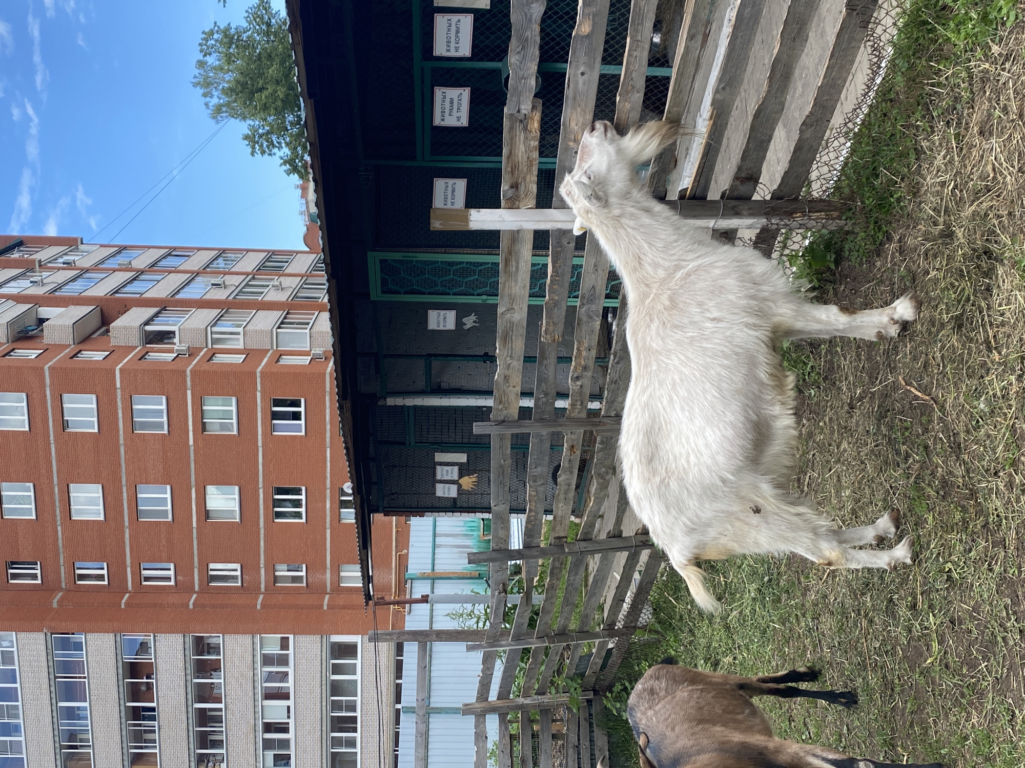 The image shows a goat standing on its hind legs near a wooden fence in what appears to be a small enclosure. Behind the fence is a structure with signage in Russian. The signs include the phrase "животных не кормить", indicating "do not feed the animals". In the background, a multi-story brick building is visible under a clear blue sky. Based on the information available, it is plausible that this scene is located in the city of Chaikovsky, Russia. The goat appears to be interacting with the fence or something on the other side of it. Another goat is partially visible in the foreground. The environment includes grass and some foliage.