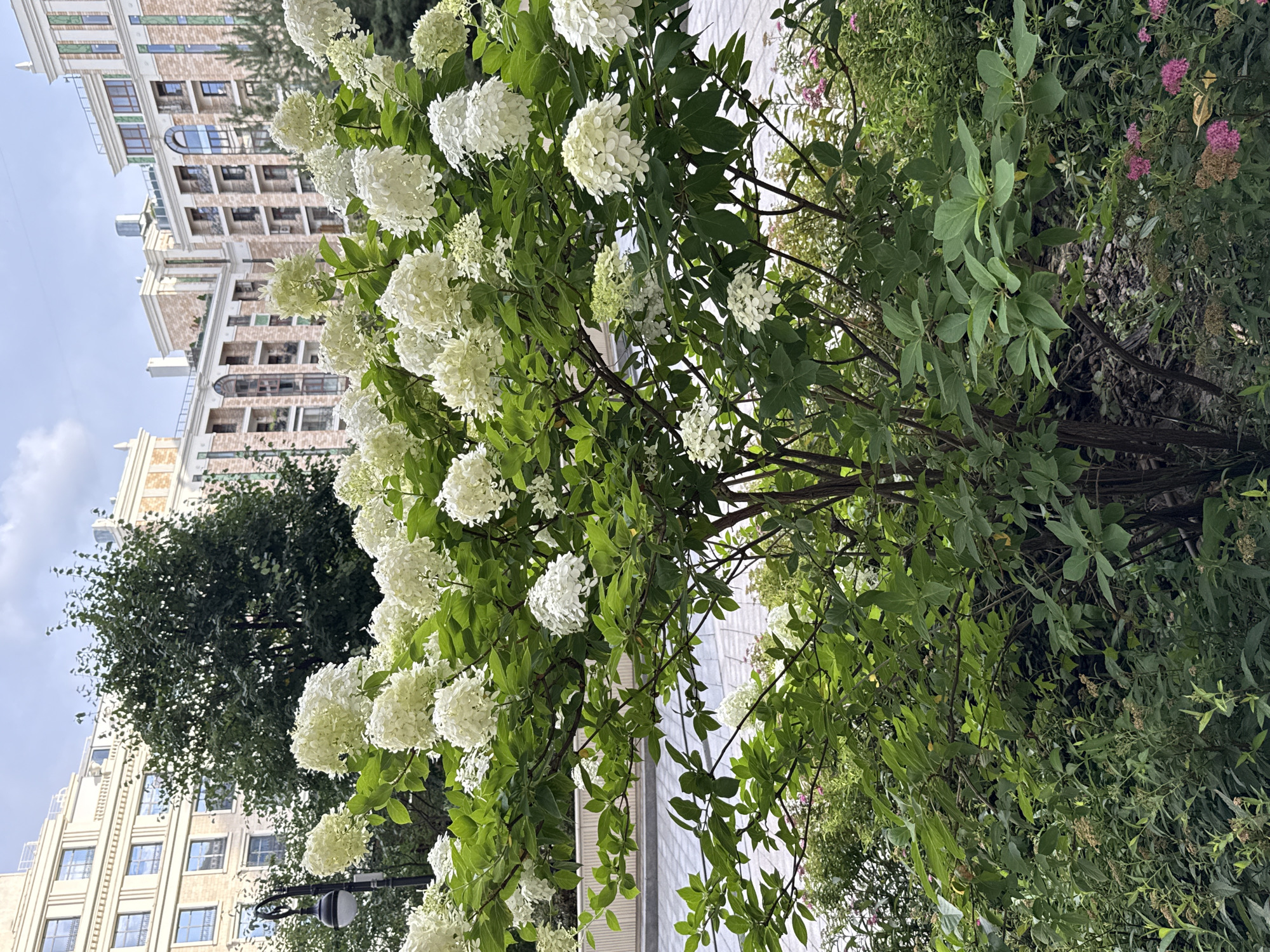The image depicts a lush green bush with numerous white hydrangea blossoms in the foreground. The bush is situated on a paved walkway in front of a modern multi-story building complex. The architecture of the buildings suggests a contemporary urban setting with balconies and large windows. The sky is partly cloudy. The scene appears to be a public area, likely a courtyard or a street in a residential or commercial district. The overall impression is one of natural beauty integrated into an urban environment. The specific location in Moscow, Russia cannot be determined from the image alone.