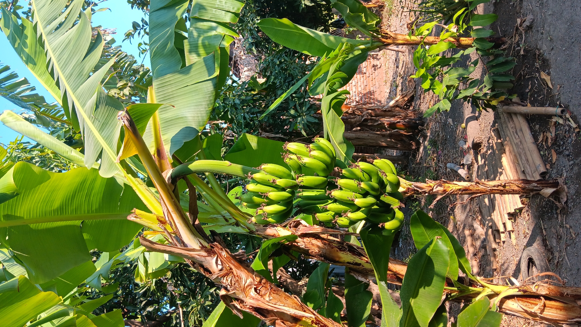 This image captures a cluster of unripe green bananas hanging from a banana tree in Sonobekel, Indonesia. The bananas are arranged in two distinct hands, with individual fruits visible. The tree exhibits characteristic fibrous bark and large, green leaves that partially obscure the sky. In the background, other banana trees and lush vegetation are visible, along with a brick wall and piles of bamboo. The ground is covered with dirt, leaves, and scattered debris, including what appear to be pipes and a tire. The lighting suggests it is daytime, with sunlight casting shadows.