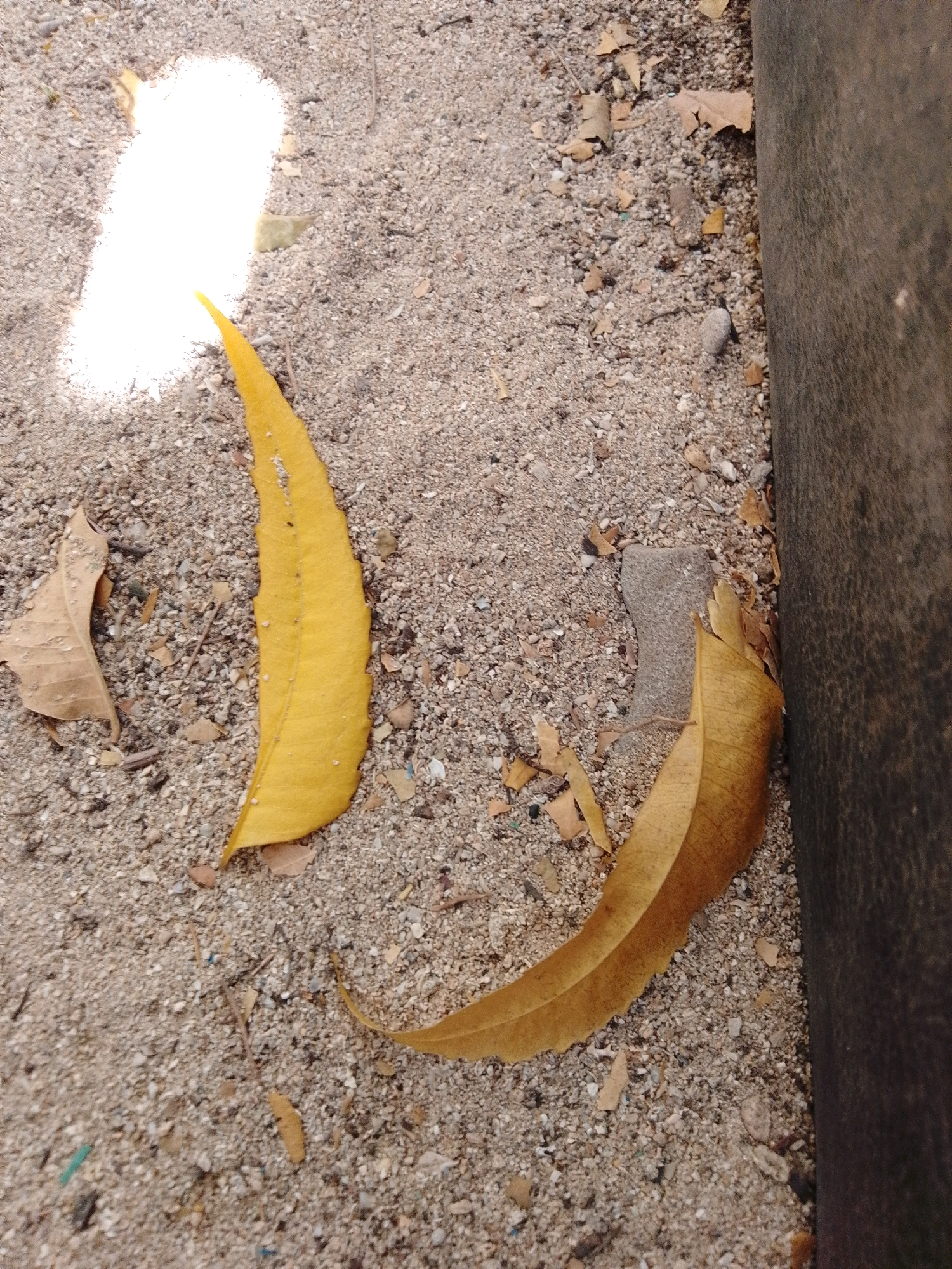 Two dried leaves lie on a sandy surface next to a dark, vertical object, possibly a wall or a post, in Cikal, Indonesia. The leaf on the left is bright yellow and curved. The leaf on the right is a lighter, brownish-yellow and is also curved, with its tip touching the dark object. The sandy ground is scattered with small pebbles and other debris. A bright patch of light, possibly sunlight, is visible in the upper left portion of the image, illuminating some of the sand and a small, light-colored piece of debris.