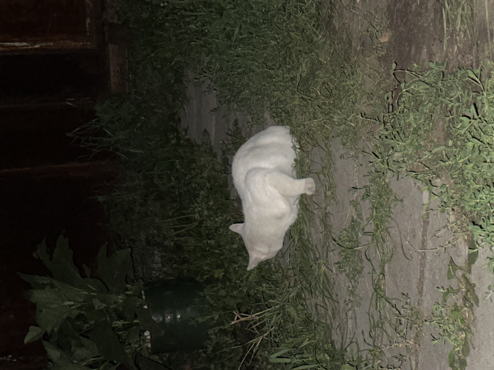 A white cat is crouched low in the grass, with its head pointed downwards, appearing to be sniffing or foraging. The cat is positioned on a concrete path, with overgrown green grass and some plants surrounding it. In the background, there are dark, shadowed areas, possibly indicating a fence or a building. The lighting suggests it is nighttime or a very dimly lit area. The scene appears to be outdoors, in a yard or an unkempt garden space.