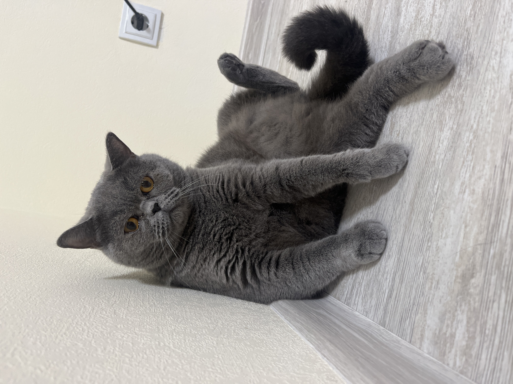 A British Shorthair cat with gray fur and orange eyes is sitting against a white textured wall in a room. The cat is facing the camera with its head tilted and its body relaxed, with one hind leg raised. The floor is light-colored wood. In the background, there is a white electrical outlet with a black plug inserted. The scene appears to be indoors, likely in a residential setting in Saint Petersburg, Russia, although no specific geographical landmarks are visible.
