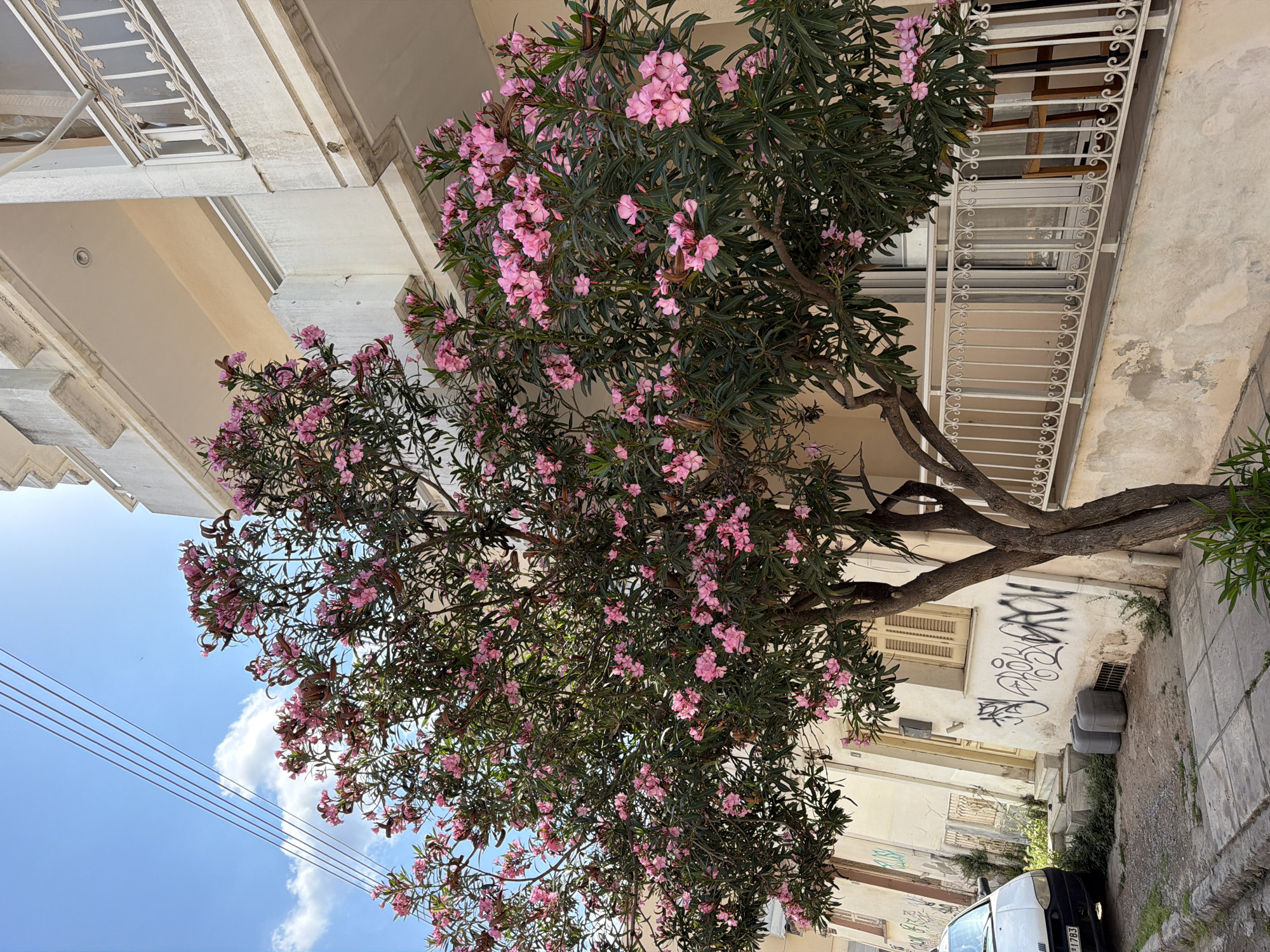 An outdoor photograph captures a vibrant urban street scene in Alexandroupolis, Greece, under a sunny sky. A large, prominent tree, likely an Oleander, dominates the center of the frame. Its substantial trunk emerges from the bottom, branching upwards and outwards, laden with numerous clusters of bright pink blossoms and dark green leaves that fill the middle and upper sections of the image.
To the left, a light-colored building with a weathered facade and multiple windows is visible. To the right, another similar building features a balcony adorned with intricate white metal railings. The street level at the bottom right shows a sidewalk, a parked white car with a partially visible Greek license plate (ending in "1763"), and a wall heavily marked with black, illegible graffiti. Two small, grey bins are placed near the graffiti-covered wall.
The top of the image reveals a clear blue sky, sparsely dotted with white clouds, and crisscrossed by several thin utility lines. The bright, clear lighting suggests it is daytime. No people are present, conveying a sense of urban tranquility amidst the blooming nature and aged architecture of the Mediterranean setting.
