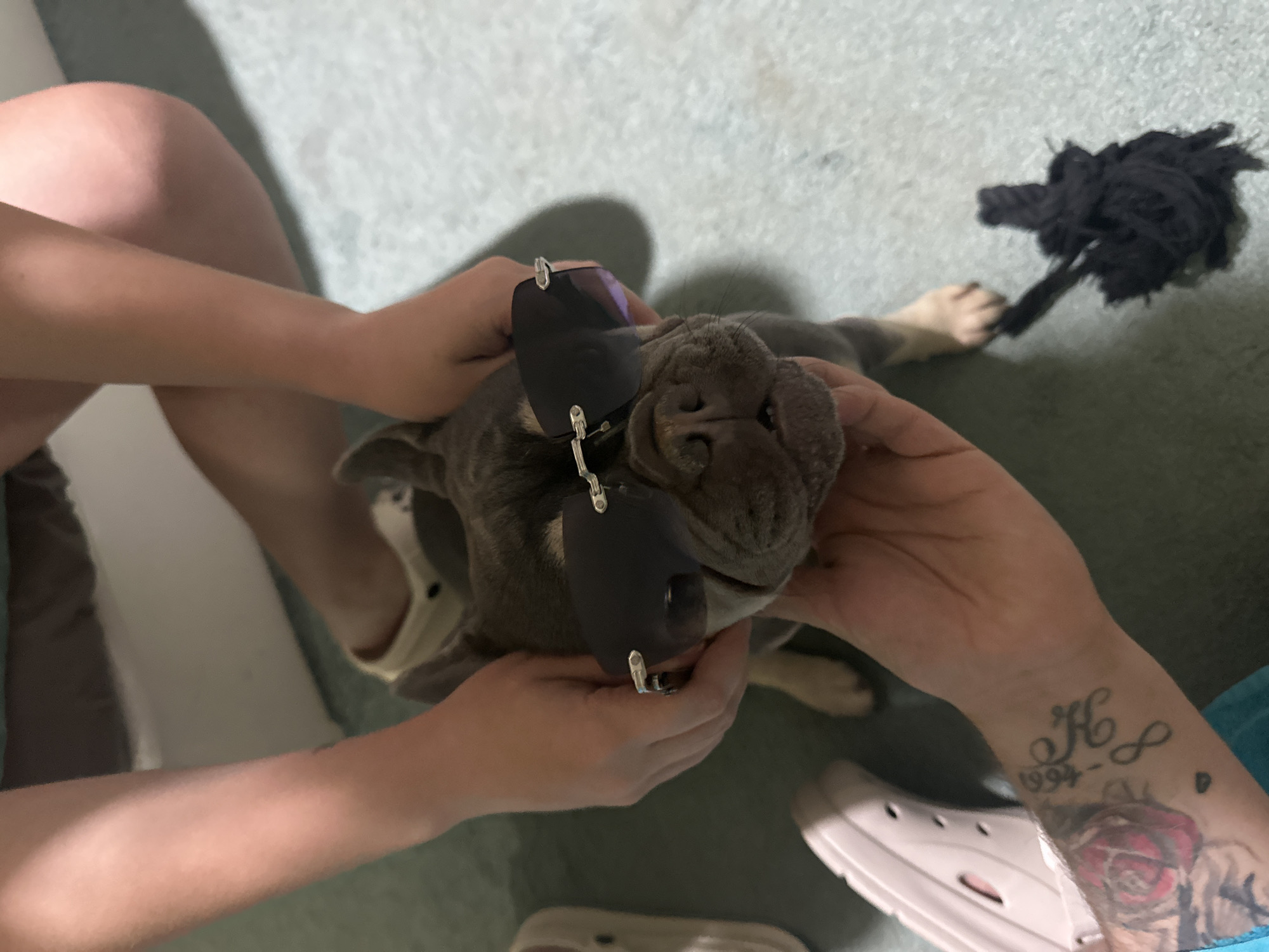 The image captures a top-down view of a person interacting with a dog indoors. The primary subjects are a light grey, short-haired dog, possibly a bulldog or French bulldog, and parts of a person's body including their hands and legs. One of the person's hands is holding a pair of black, clip-on sunglasses near the dog's face, while the dog looks upwards. The other hand is also placed near the dog's head.
The setting appears to be an indoor space, likely a home, with a light grey, textured carpeted floor. A dark, tangled object, resembling a rope toy, is visible on the floor near one of the dog's hind paws.
Notable details include a tattoo on the person's right forearm, which features a capital letter "H", an infinity symbol, the year "1994", and a detailed red rose with green leaves, alongside other abstract designs. Part of a white, Crocs-style shoe is visible on the floor near the tattooed arm. The person is wearing blue clothing, possibly shorts, and a darker top. The lighting is diffused, suggesting an indoor environment without direct sunlight. The overall activity portrays a playful or affectionate interaction between the person and the dog.