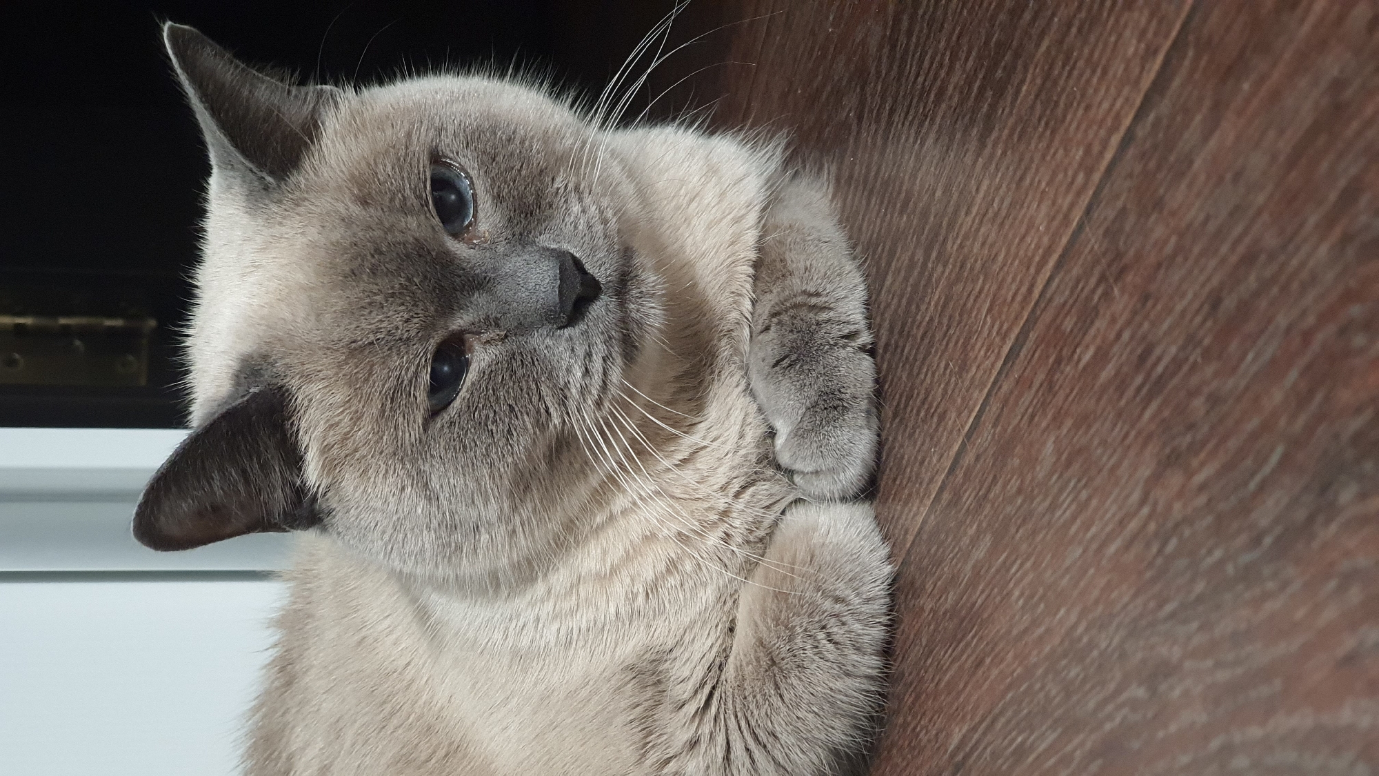 A close-up shot shows a Siamese cat with light brown fur and dark points lying on a wooden floor. The cat's paws are tucked underneath its chest, and its eyes are partially closed. The background is dark and out of focus, with a sliver of a white wall visible on the left side of the frame. This image was taken in the city of Krasnoyarsk, Russia.