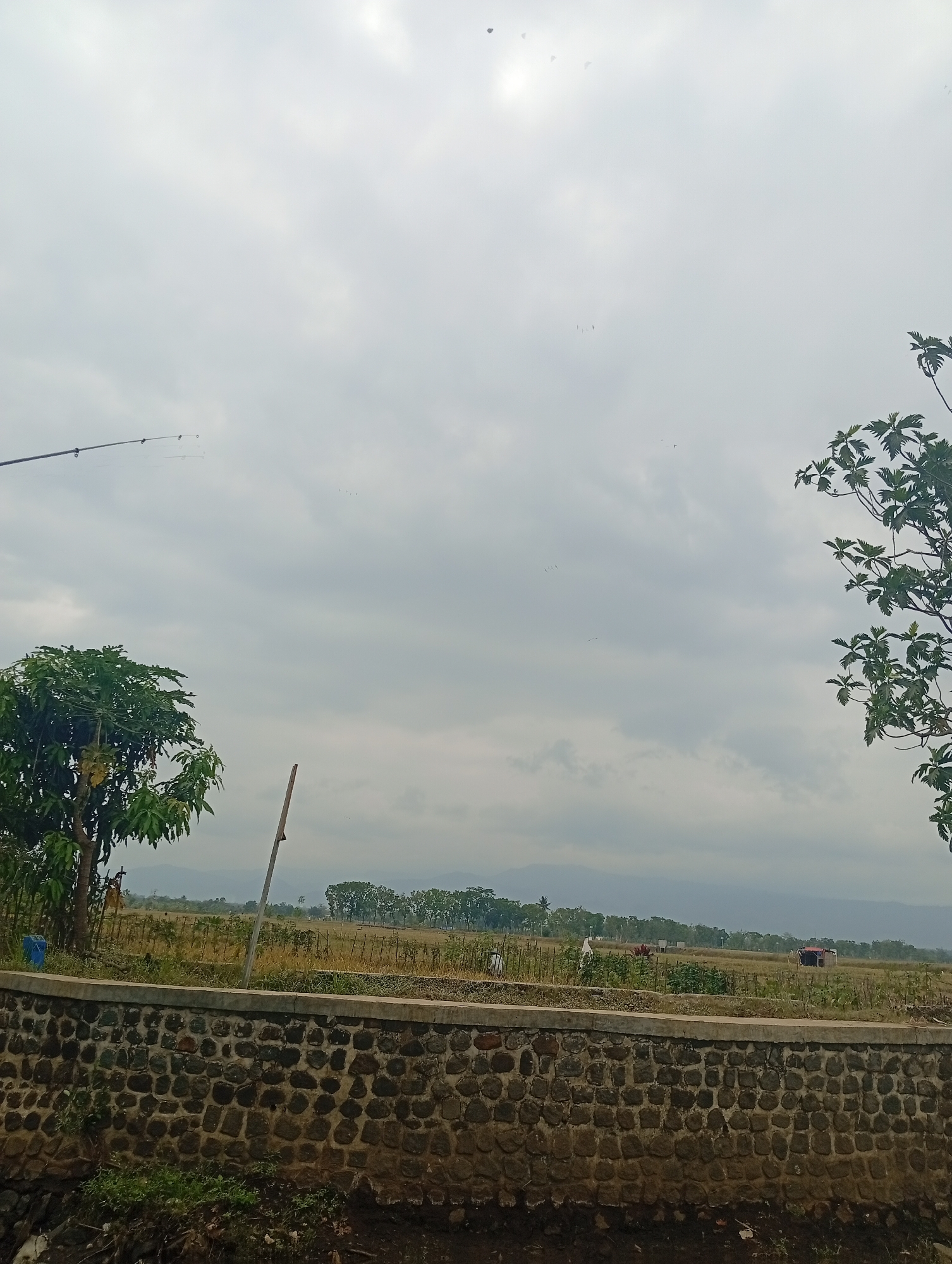 This is an outdoor, eye-level shot of a cloudy, possibly overcast, day. In the foreground is a textured stone wall with a rough, dark brown dirt and debris-filled ditch or embankment below it. Above the stone wall, the ground is covered with a mix of dry grass and some vegetation, with a low concrete barrier running along the top of the stone wall. To the left, a green leafy tree stands tall, with some yellowing fruit visible. A thin, vertical wooden pole is placed behind the tree. Further in the background, a flat agricultural field is visible, with rows of crops and scattered small structures, including what appears to be a red-roofed building and some sheds or tents. Distant hills or mountains are visible on the horizon, softened by the hazy atmosphere. In the sky, a fishing rod extends from the left edge of the frame, with a thin line extending towards the right. Several dark, small specks are scattered across the sky, some appearing to be birds or kites. A hint of sunlight is visible through the clouds on the upper left side.