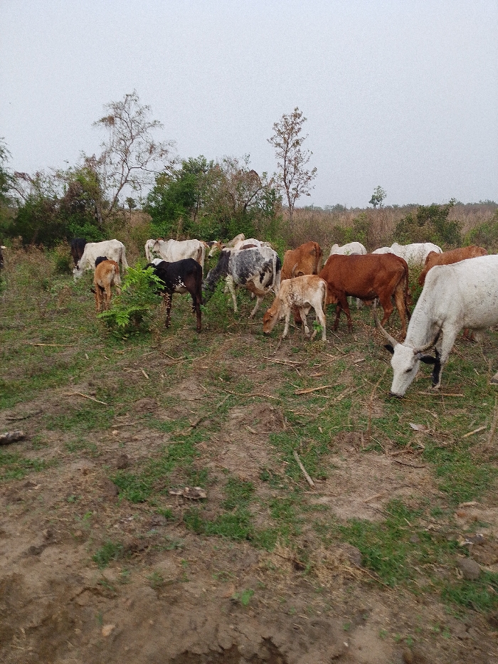 A herd of approximately 18 cattle and calves is observed grazing in an open field located in Igbo Ijaiye, Nigeria, under an overcast, light grey sky. The animals display a range of coat colors, including white, various shades of brown and reddish-brown, black, and speckled grey-and-white patterns. Most cattle have their heads lowered, actively consuming the sparse green grass and small shrubs that punctuate the predominantly dry, dark earth. Scattered dry branches and organic debris are present on the ground. The immediate environment consists of uneven, mostly barren soil with intermittent patches of low green vegetation. The background features a line of scattered trees and denser brush, some with full green foliage and others appearing more skeletal. One prominent white cow with short horns and a dark muzzle is positioned in the lower right foreground, facing right and grazing. Several calves are distributed throughout the herd. No human presence is identifiable.