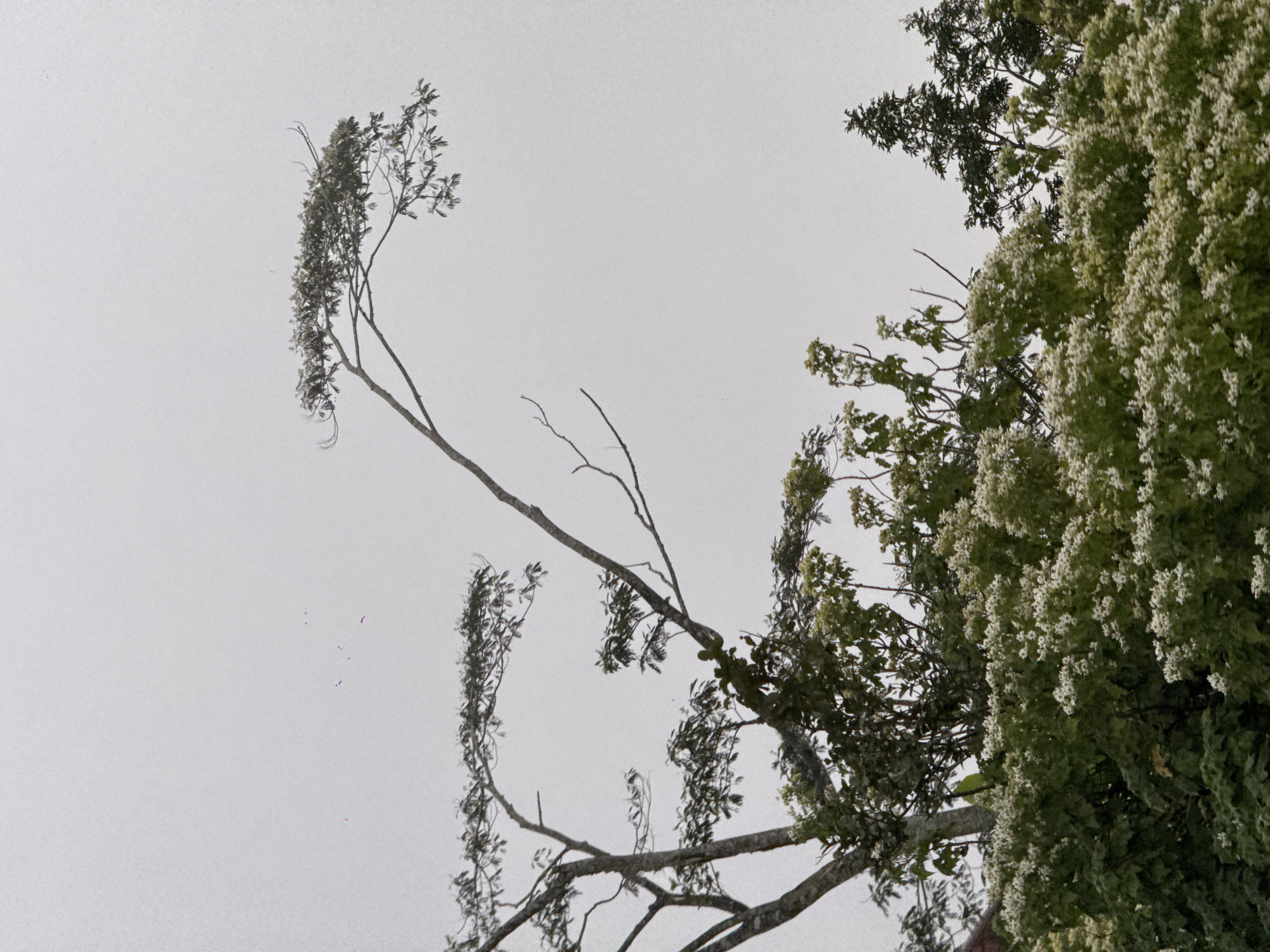 The image captures a natural scene from Kintamani, Indonesia, dominated by trees and foliage against a muted, overcast sky. In the foreground, a dense mass of lush green leaves is interspersed with clusters of small, white flowers, creating a textured carpet of vegetation. Rising above this lower layer are the bare branches and dark green leaves of taller trees. One prominent tree has a sinuous, upward-reaching branch that extends horizontally across the upper portion of the frame, its delicate twigs and sparse leaves silhouetted against the sky. Another, thicker tree trunk is visible on the left, with a complex network of branches. To the right, the dark, conical shape of a pine tree stands out against the lighter foliage. The overall impression is one of a serene, slightly hazy natural environment, typical of Kintamani's landscape. There are no people or animals visible in the image.