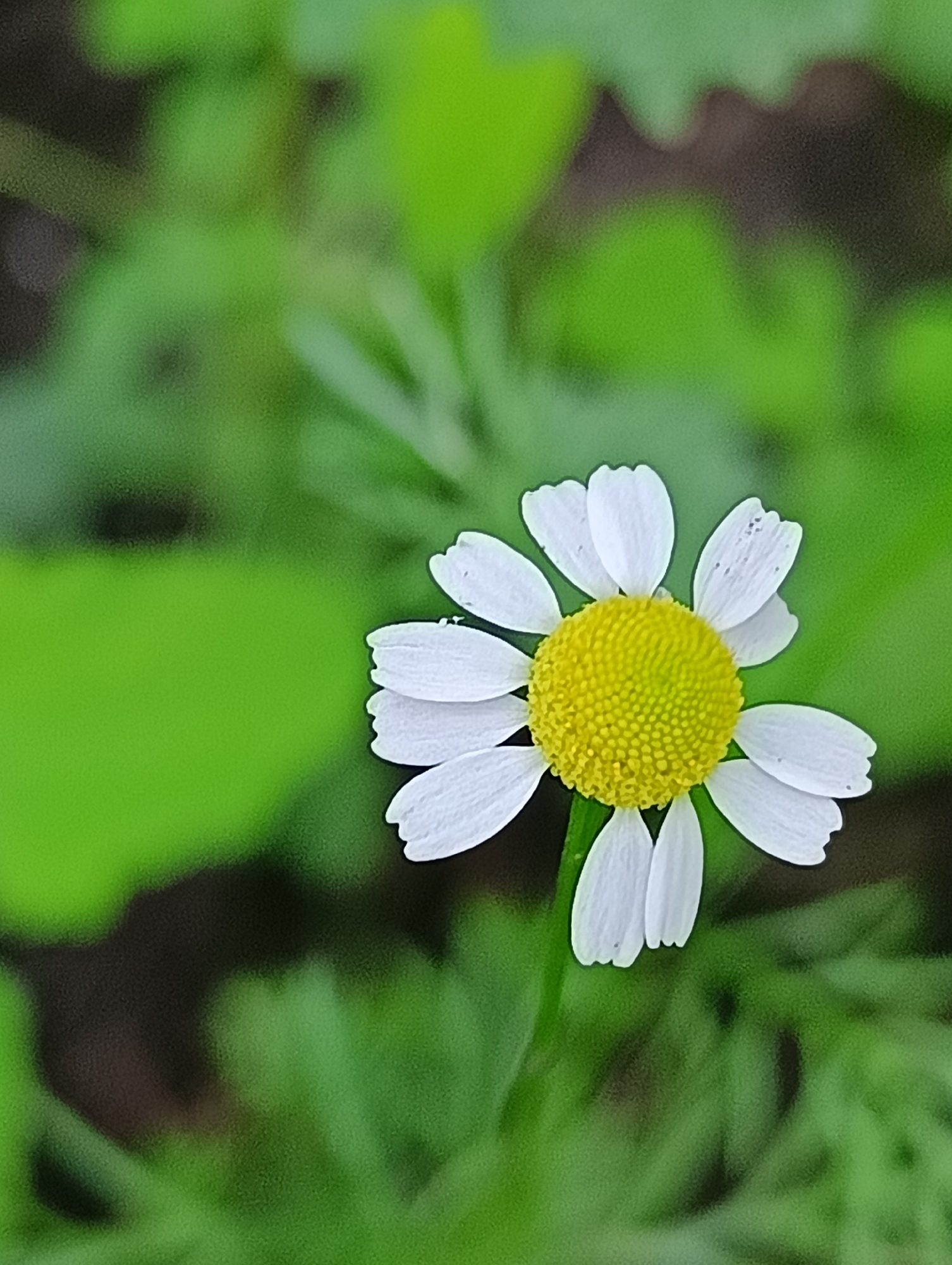 A close-up, vertical shot captures a single chamomile flower with white petals and a yellow center against a blurred green background. The flower is positioned slightly to the right of the center. The background consists of out-of-focus greenery, suggesting an outdoor natural setting. No people or specific landmarks are visible. The image was taken in Biliaivka, Ukraine.