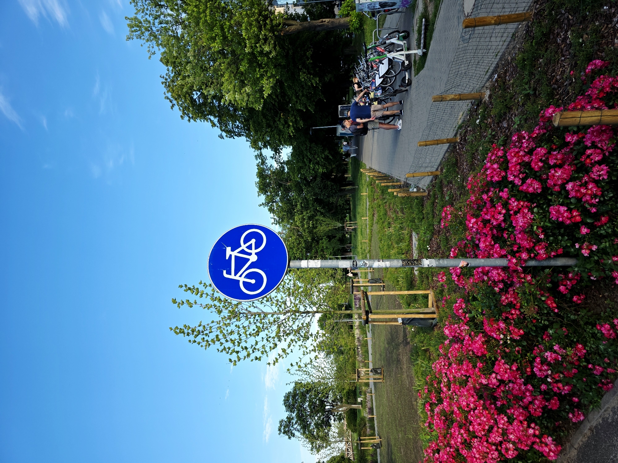 The image depicts a sunny day in Warsaw, Poland, likely in a park or recreational area. In the foreground, a vibrant bush of pink flowers is in full bloom. A pole with a blue circular sign indicating a bicycle path stands to the right of the flowers. Beyond the flowers, a paved path winds through a green area with young trees, some protected by wooden frames. Further down the path, several people are visible, including two men who appear to be talking near a row of parked bicycles and electric scooters. The background is filled with mature trees and a bright blue sky with a few wispy clouds. The overall atmosphere suggests a pleasant day outdoors, possibly in an urban green space.