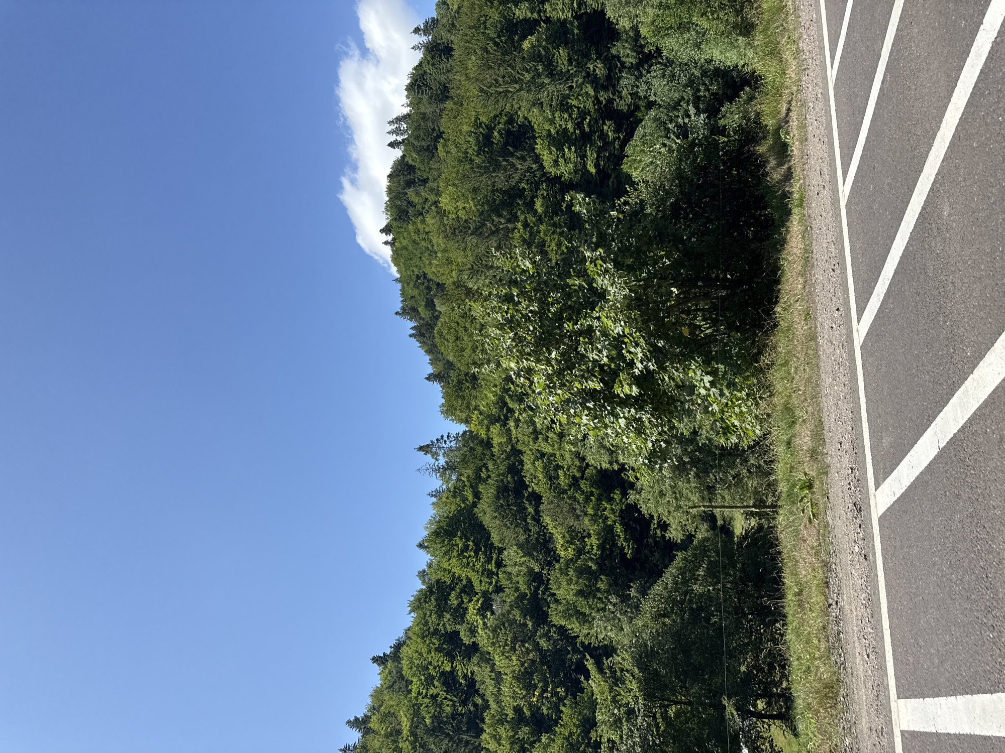 The image depicts a roadside scene in Oituz, Romania. A paved road with white markings occupies the foreground. Beyond the road, a grassy embankment leads up to a dense, green forest that covers a hillside. The sky is a clear, bright blue with a few scattered white clouds. The overall impression is a natural, serene landscape.