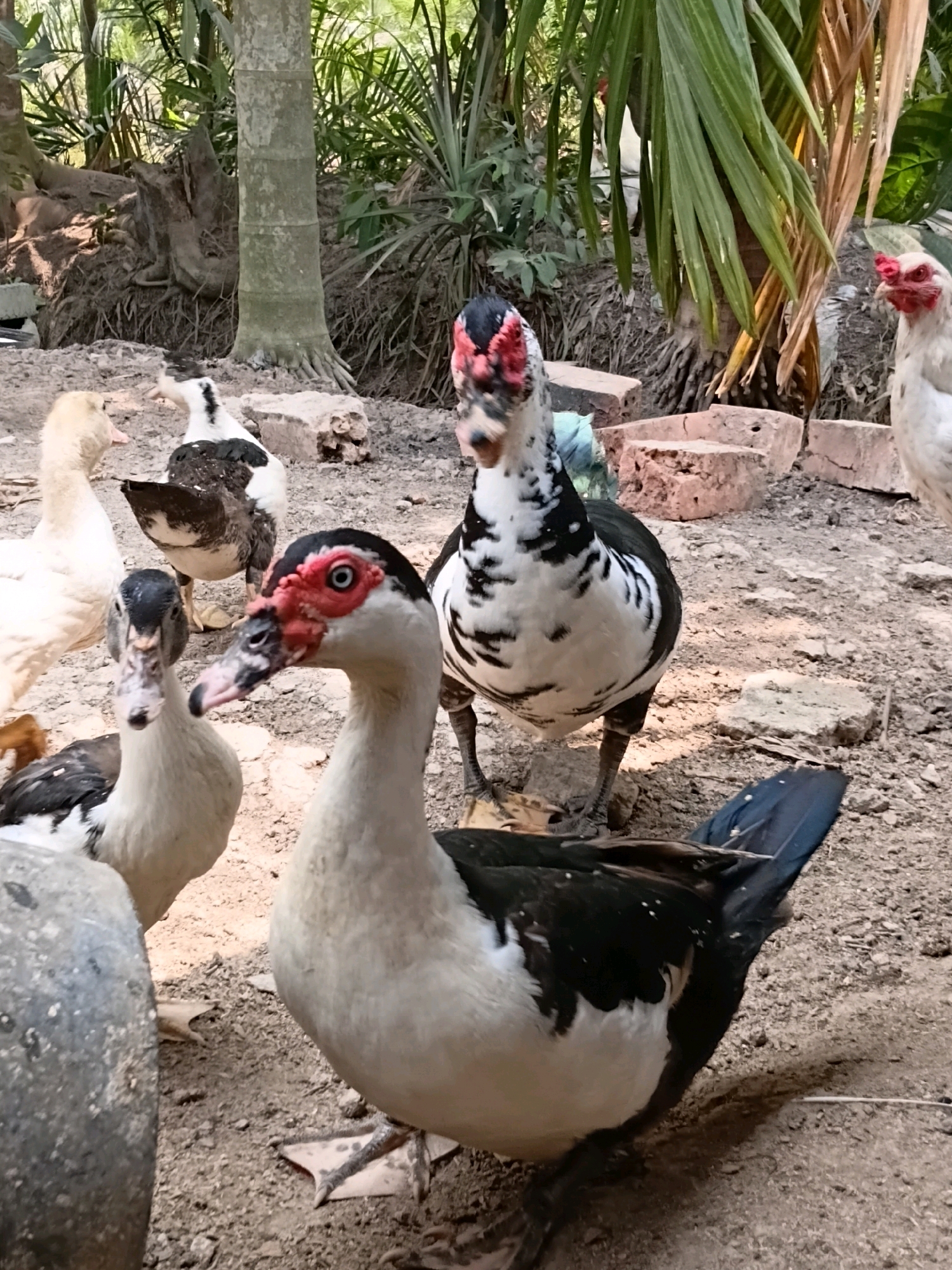 In Margo Rukun, Indonesia, a group of ducks are gathered on a dirt ground near some trees. The ducks vary in color, with some being predominantly white and others a mix of black and white. One duck in the foreground, a Muscovy duck, is facing the camera, with its distinctive red facial caruncles prominent. It has a white body with black markings on its wings and back, and a black head with white and black feathering. Another Muscovy duck, also with red caruncles, stands behind it, facing away from the camera. To the left, a white duck is partially visible. In the background, a white chicken with red wattles stands out amongst the foliage. The environment appears somewhat rural, with exposed tree roots and scattered bricks.