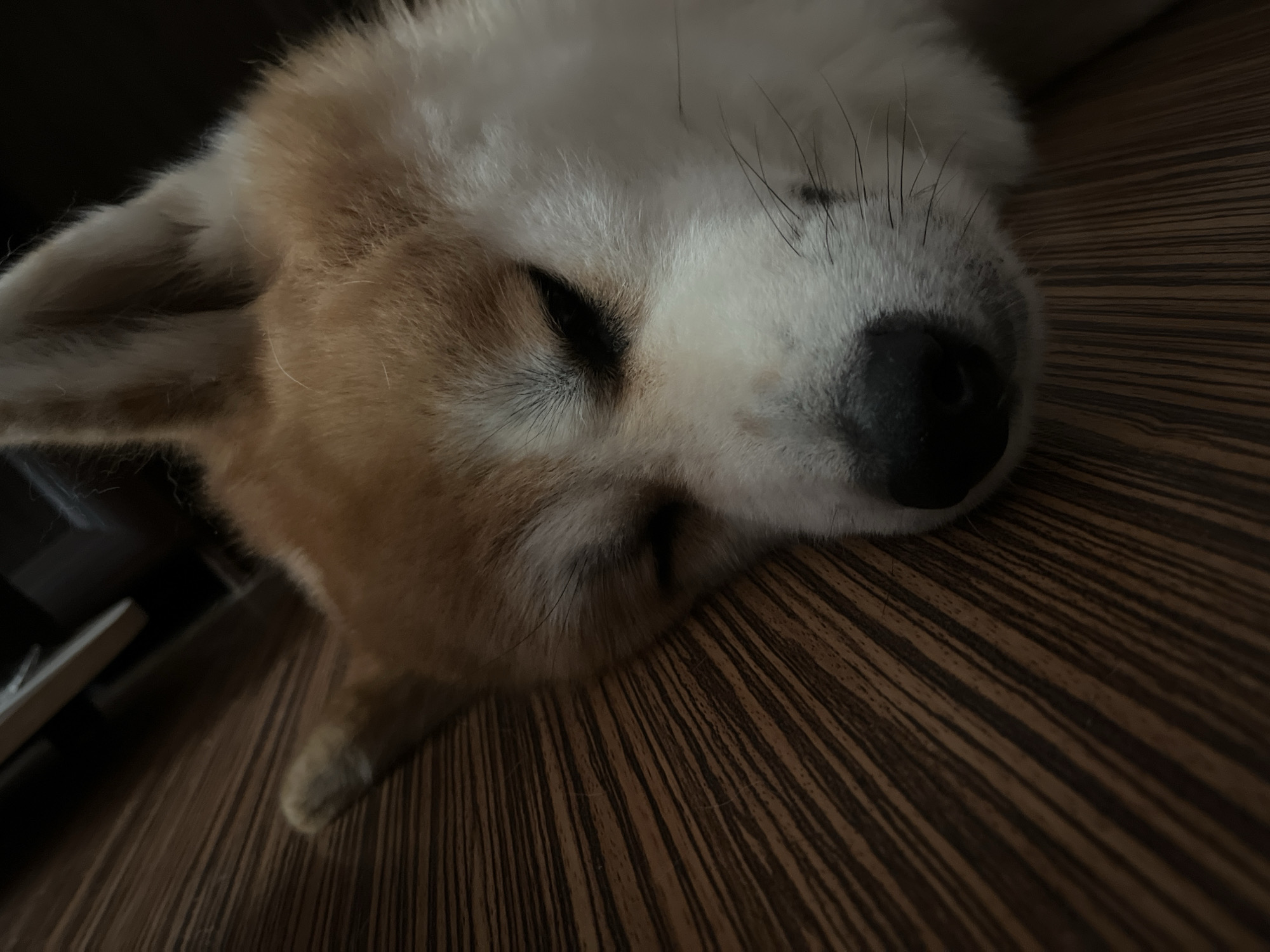 The image captures a close-up, downward-angled view of a domestic dog, likely a Shiba Inu, asleep on a wooden floor. The dog is positioned diagonally from the bottom-left to the upper-right of the frame, with its head resting on the floor and its body extending out of view to the right. Its eyes are closed, characterized by visible dark eyelashes, and its muzzle is white with a dark, possibly black, nose. Numerous dark whiskers emanate from its snout. The fur on its head and back is a mix of reddish-brown and tan, while the fur around its face and chest appears white. Two pointed, upright ears are discernible at the top of its head. A portion of a tan-colored paw is visible in the bottom-left. The floor beneath the dog is made of dark brown wood with prominent, parallel grain lines running horizontally across the lower and middle sections of the image. The upper-right background is dark and indistinct, suggesting an indoor, dimly lit setting. The specific location within Minsk, Belarus, cannot be determined from the visual information.