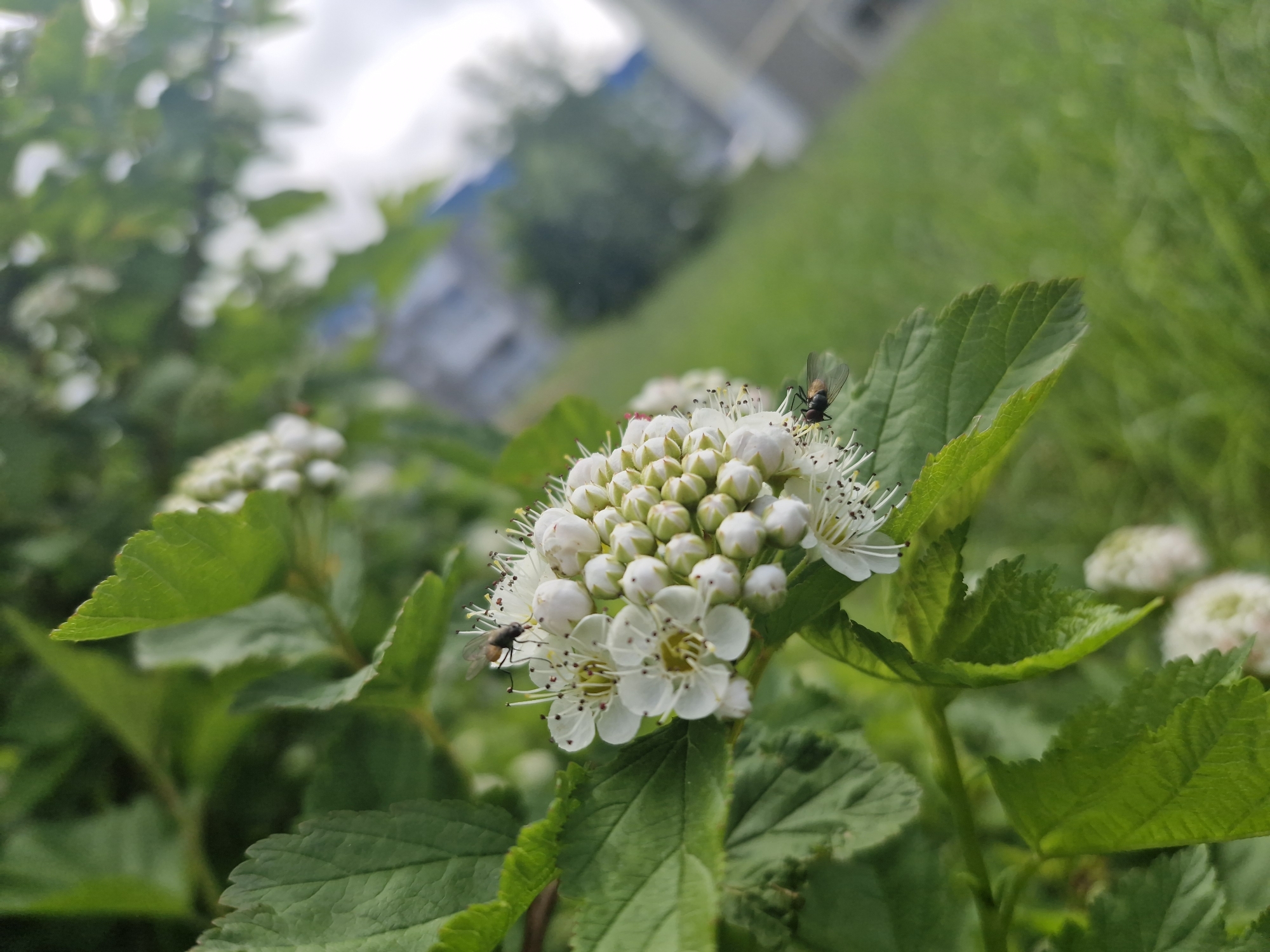 The image presents a close-up view of a cluster of small white flowers on a green-leafed plant. The flowers are arranged in a dense, flat-topped inflorescence. Many individual blossoms are fully open, displaying five delicate white petals and numerous prominent stamens with dark tips. Other flowers are still in tightly closed bud form, appearing as small, round, white nodules.
Two small flies are perched on the flower cluster. One fly, with a dark body and transparent wings, rests on an open flower towards the right side of the cluster. Its abdomen shows a reddish-brown coloration. Another similar fly is situated on the left side of the cluster, near the buds. Both insects appear to be stationary.
The plant features vibrant green leaves with visible veins and slightly serrated edges, providing a lush, natural setting. The background is softly blurred, creating a shallow depth of field that emphasizes the flowers and flies. In the indistinct background, glimpses of more green foliage, distant structures that resemble buildings, and an overcast or cloudy sky are visible. The lighting suggests it is daytime with diffused natural light. There is no visible text in the image.
