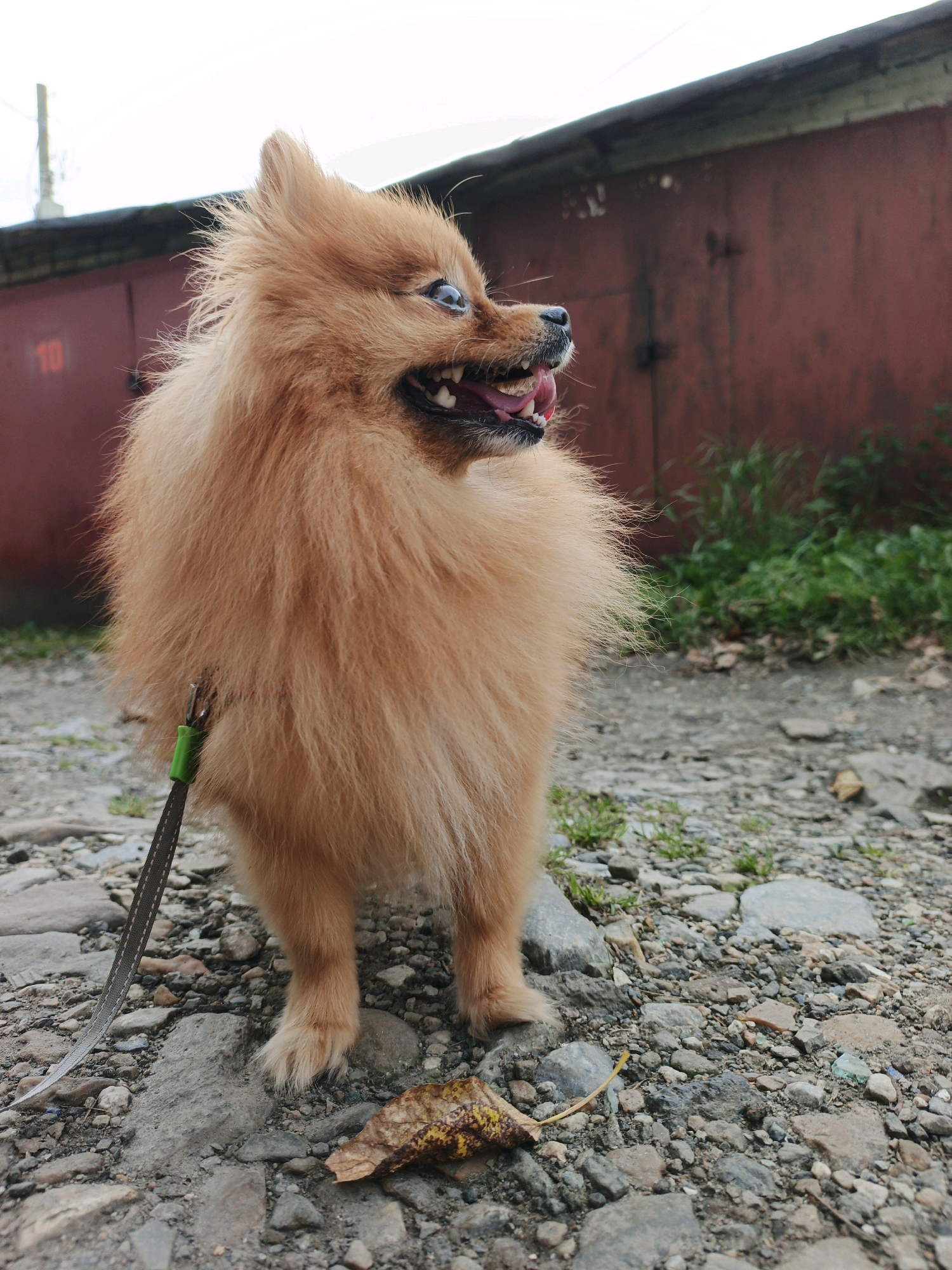 A pomeranian dog stands on a rocky ground in front of a rusty red garage door. The dog is facing to the right with its mouth open and tongue out, appearing excited or panting. Its fur is light brown and fluffy. A leash is attached to its collar. The background shows a cloudy sky and some green grass growing near the garage. The location is a street in Zlatoust, Russia.