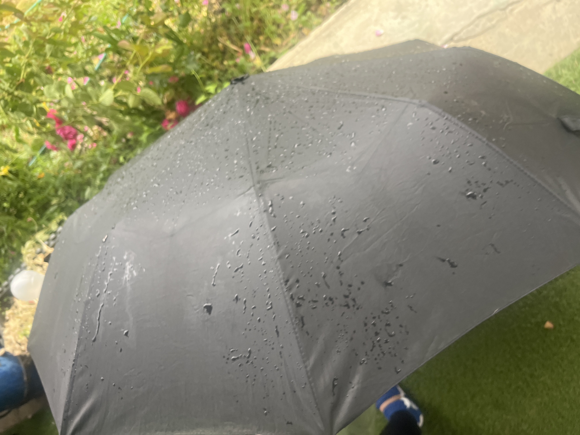 An open, black umbrella, wet with raindrops, is held at an angle, angled towards the right side of the frame. The umbrella's fabric shows numerous small water droplets and some larger streaks of water, indicating recent rain. In the background, on the left, part of a blue bucket is visible. The ground beneath the umbrella appears to be green artificial turf, with a blue and white sneaker visible on the lower left. To the right of the umbrella, a blurred background depicts lush green foliage with several pink flowers and a light-colored concrete path. The scene is likely outdoors in a residential or garden area. The image is a close-up of the umbrella and its immediate surroundings, with no clear indication of the specific city. However, if this image is to be associated with the city of Onokivtsi, Ukraine, it depicts a common outdoor scene after rainfall in such a location.