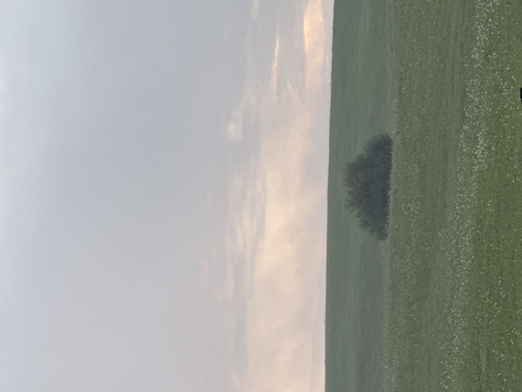 The image depicts a broad, undulating green field in Galinė, Lithuania, under a hazy, pale sky. A solitary, dense bush stands in the middle ground, a dark mass against the lighter green of the grass. The field itself is dotted with numerous small, white wildflowers, creating a textured pattern across the landscape. The horizon line is a soft curve where the field meets the sky, which is a gradient of muted grays and pale pinks, suggesting either dawn or dusk with some cloud cover. The overall impression is one of quiet, natural openness.