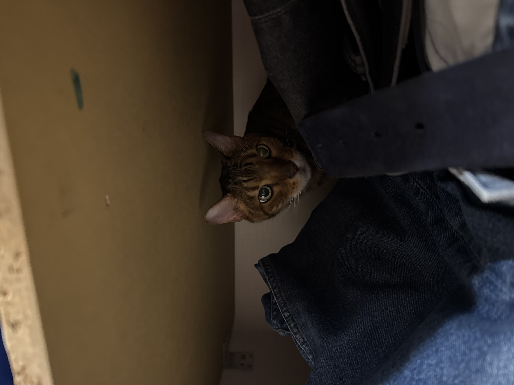 The image shows a brown tabby cat peering out from a partially open closet. The cat is positioned between a closed wooden closet wall on the left and a pile of denim clothing and a black leather belt on the right. The cat's eyes are focused on the camera. A greenish streak is on the closet wall. The scene appears to be indoors. The location is unknown.