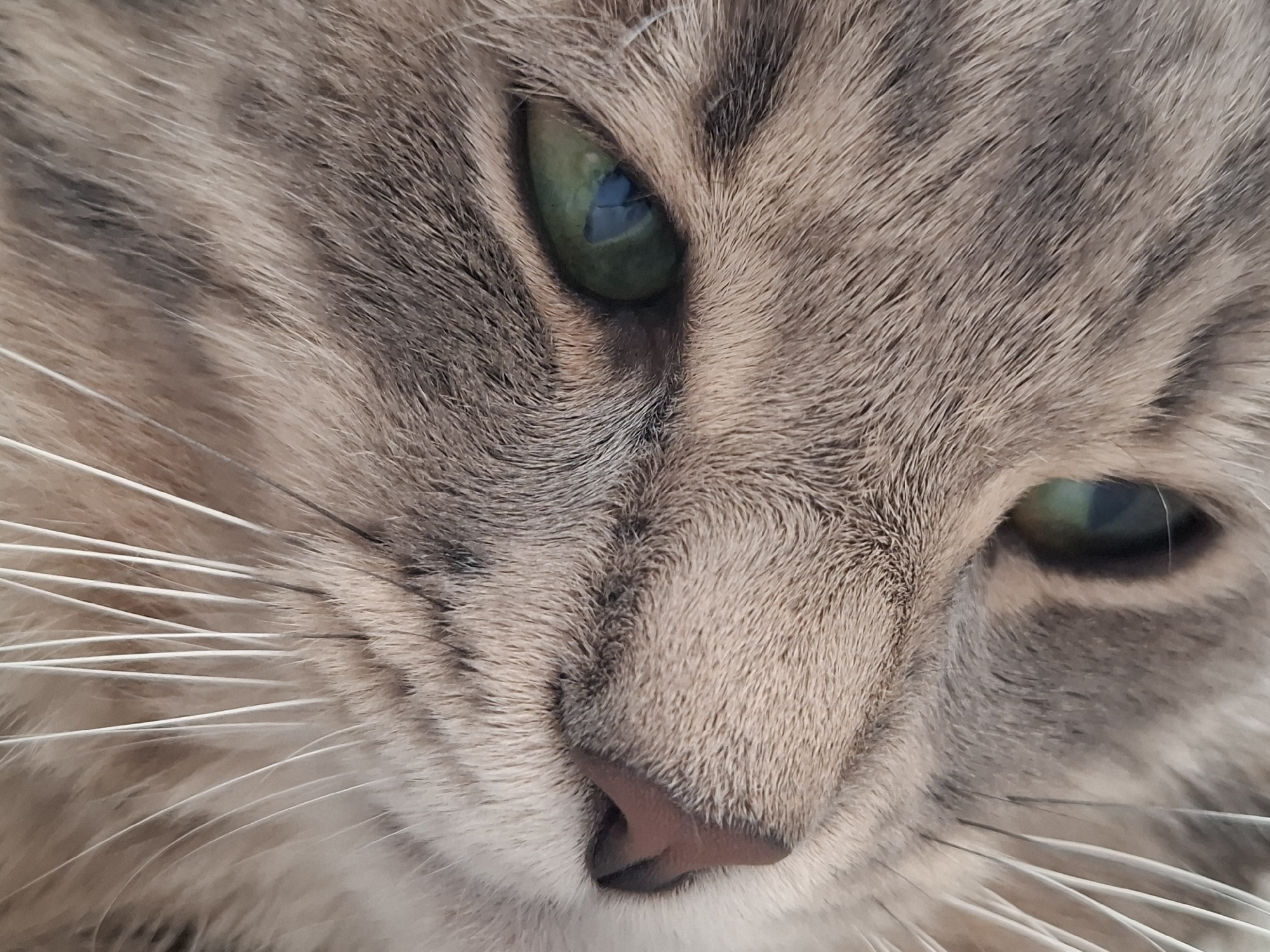 A close-up shot captures the face of a cat, revealing the details of its light-colored fur, green eyes, pink nose, and white whiskers. The cat appears to be resting or in a relaxed state. The location, Novi Sad, Serbia, is not discernible from the provided image.
