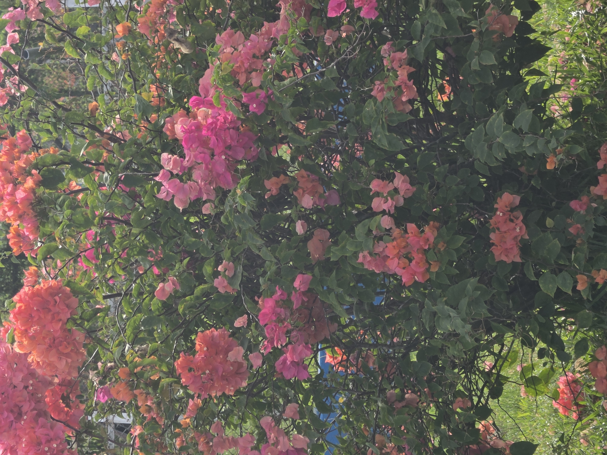 The image depicts a bougainvillea bush in full bloom. The flowers are a mix of pink and orange. The leaves are green and abundant. The scene is bathed in sunlight. The location is Pintomakmur, Indonesia. The image is a close-up shot, focusing on the details of the plant. There are no people or animals visible.