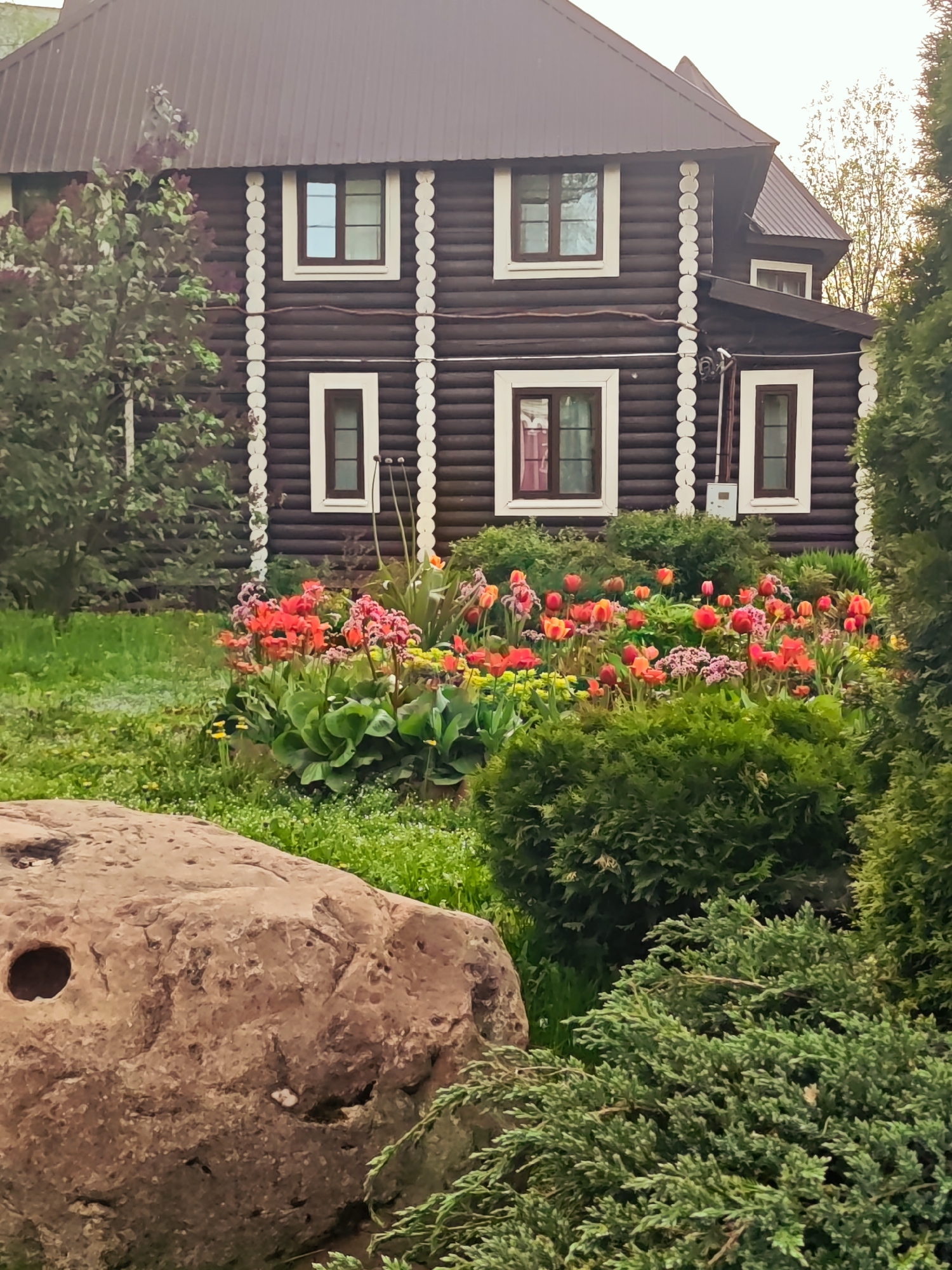 Here is a description of the image:
The image shows a two-story brown log house with a brown metal roof. The house has white trim around the windows and log ends. In front of the house, there is a garden with a variety of colorful flowers, including red and yellow tulips. In the foreground, there is a large brown rock and several evergreen bushes. The grass is green and there are some trees in the background. The location is in the city of Unknown, Unknown.
