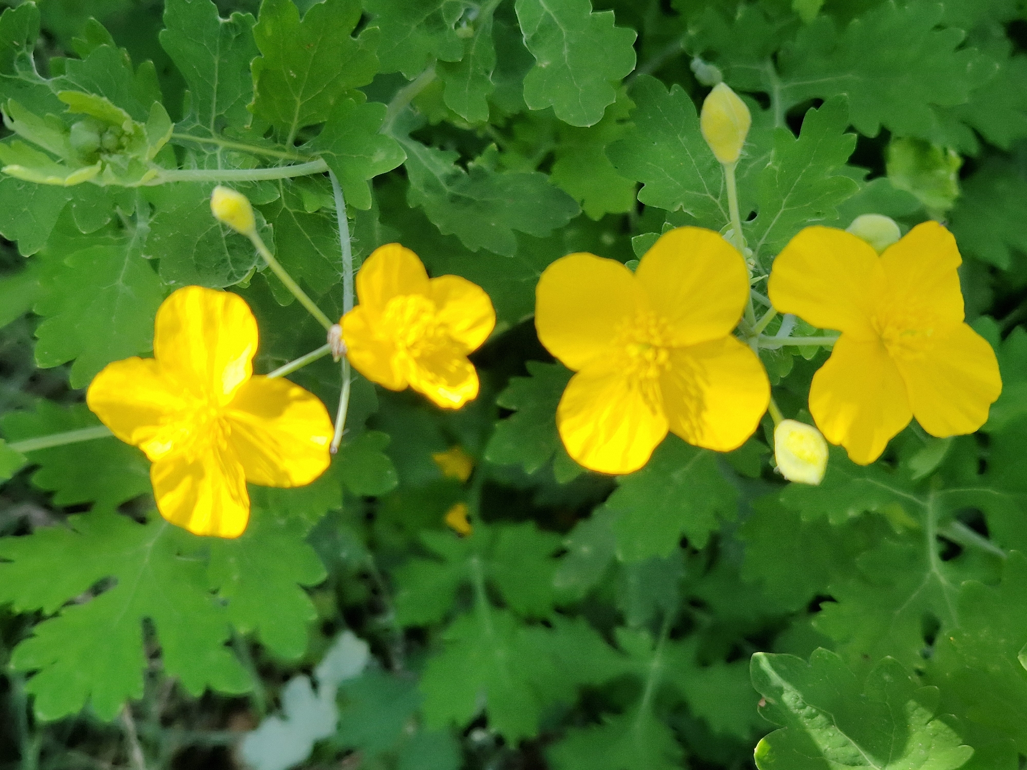 A top-down shot captures several bright yellow flowers with green foliage in the background. The flowers are arranged vertically on the frame, with two in the foreground and two in the mid-ground, and a budding flower in the upper right. The leaves are lobed and serrated. The lighting suggests it is daytime, with the sun illuminating the flowers and casting shadows. The setting appears to be outdoors, possibly a garden or a natural setting. There are no people or animals visible in the image. The overall impression is one of natural beauty and growth.