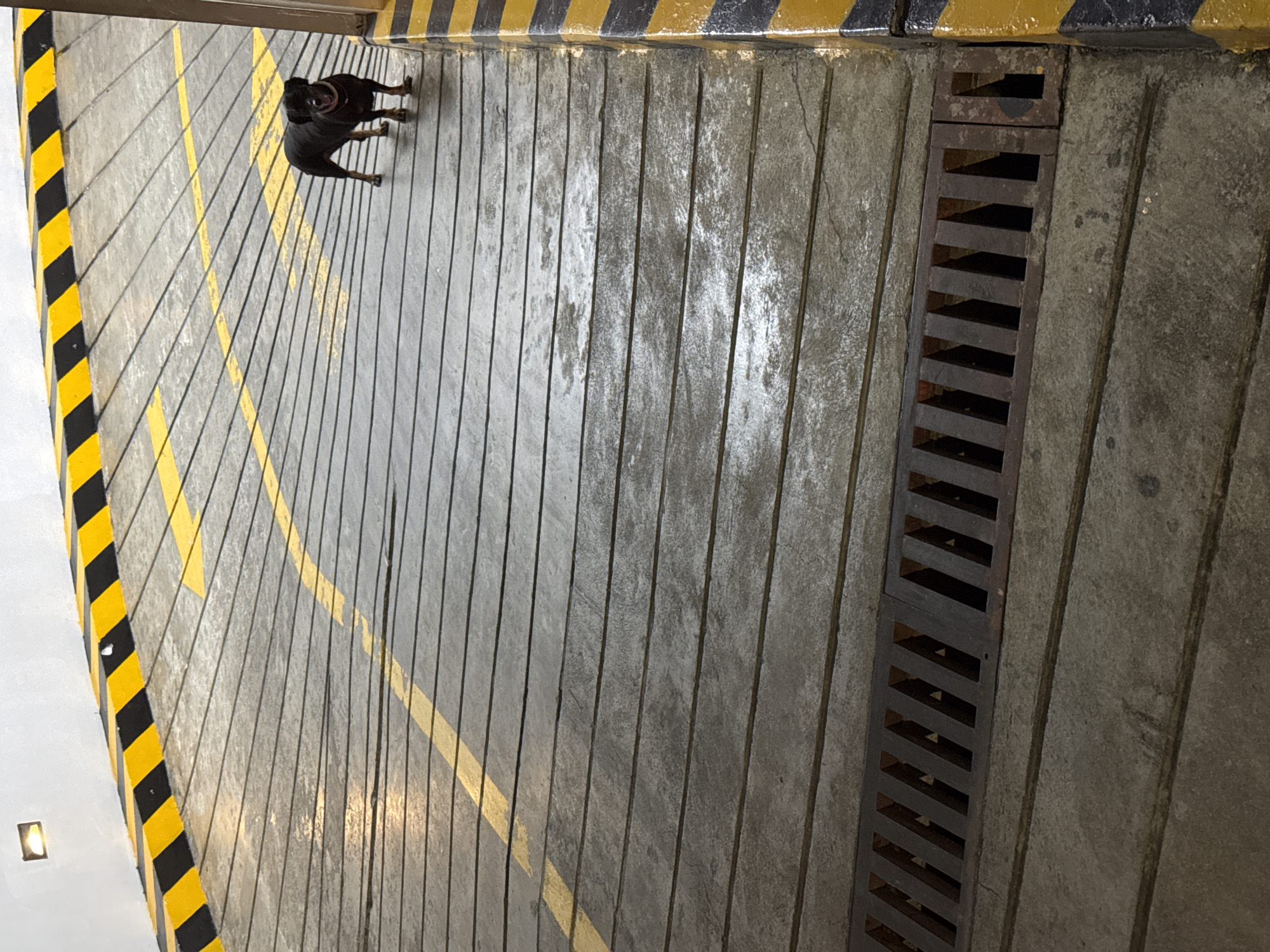 The image shows a small black dog standing on a concrete ramp with yellow and black hazard stripes along the edges. The ramp has a textured surface with horizontal lines and a yellow arrow painted on it. In the foreground, there is a metal grate across the ramp. The scene appears to be in a parking garage or an underground walkway. The question about the location in Nha Trang Ward, Vietnam is not supported by any visual evidence in the image.