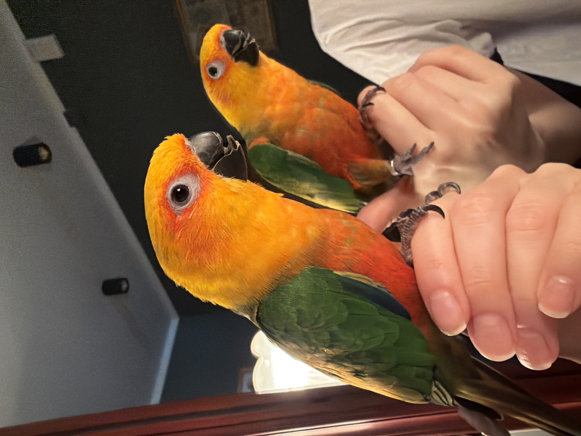 Two sun conure parrots perch on a person's hands. The person is wearing a white garment. The parrots exhibit yellow and orange plumage on their heads and bodies, with green feathers on their wings and tails. The location of the image is unknown and cannot be determined from the visual information provided. Therefore, no information regarding the city of Khimki, Russia, can be provided.