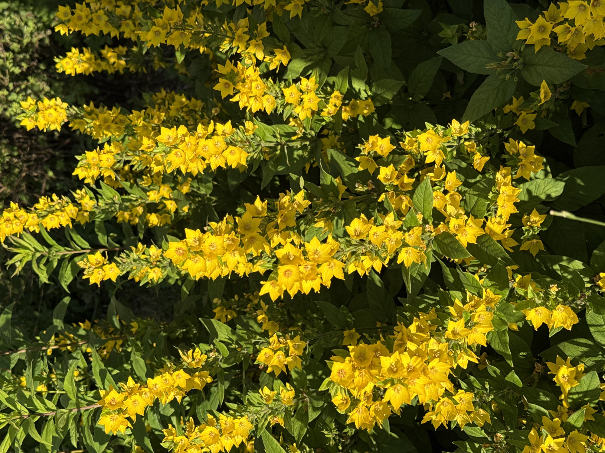 This is a close-up, eye-level, outdoor photograph of a dense cluster of blooming yellow flowers, likely Lysimachia, also known as loosestrife. The flowers are characterized by their star-like shape with five petals. They grow in tall, upright spikes, surrounded by lush green foliage. The lighting suggests it is daytime, with sunlight illuminating some of the flowers and casting shadows on others, creating a dappled effect. The background is a blur of darker green and brown, indicating more vegetation or possibly a shaded area. The image is a detailed view of the floral display, with no people or man-made objects visible, suggesting a natural or garden setting. The location is identified as Pargolovo, Russia.